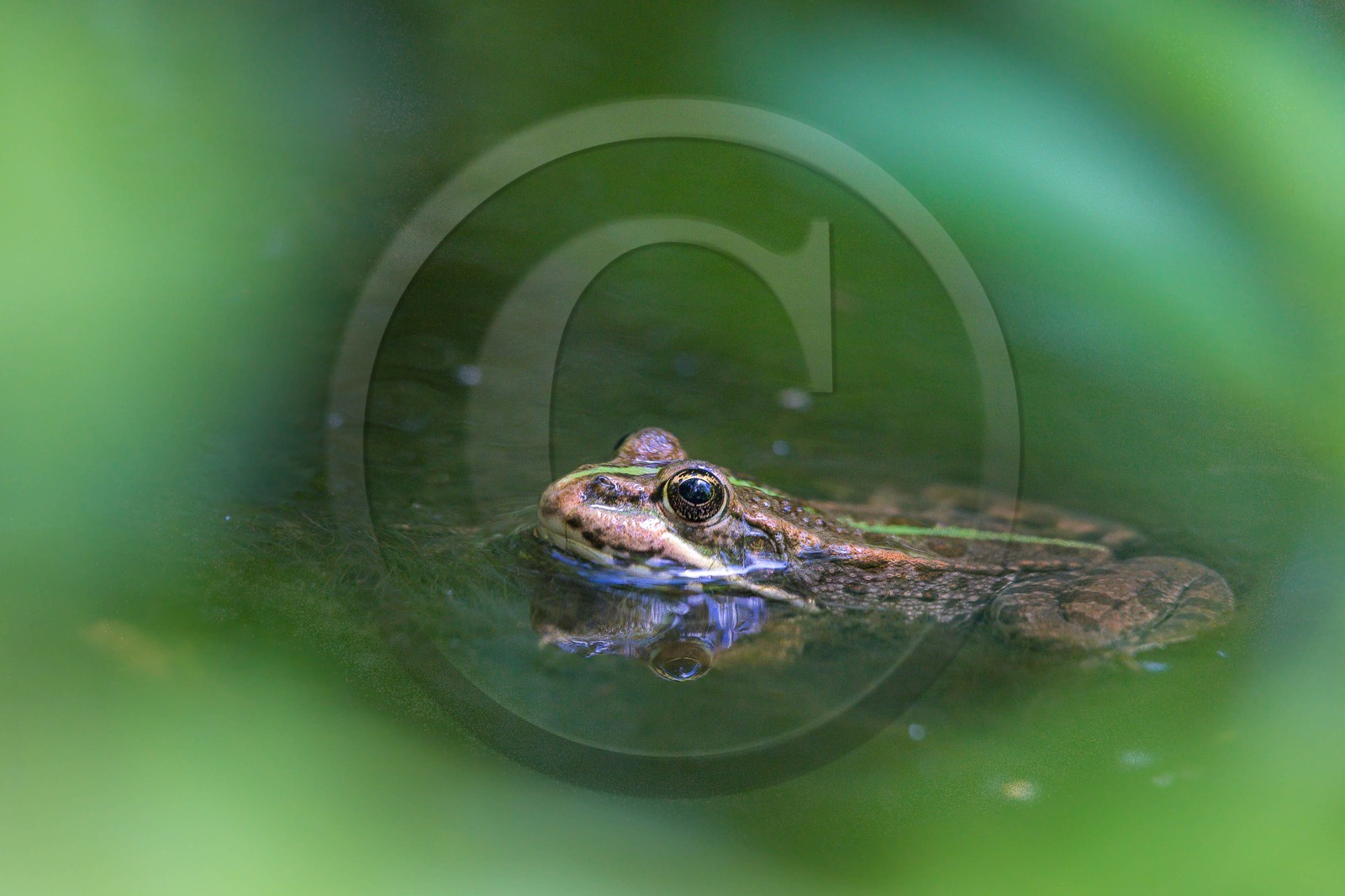 ENS de l'Isère, Vieille morte de Bourg d'Oisans