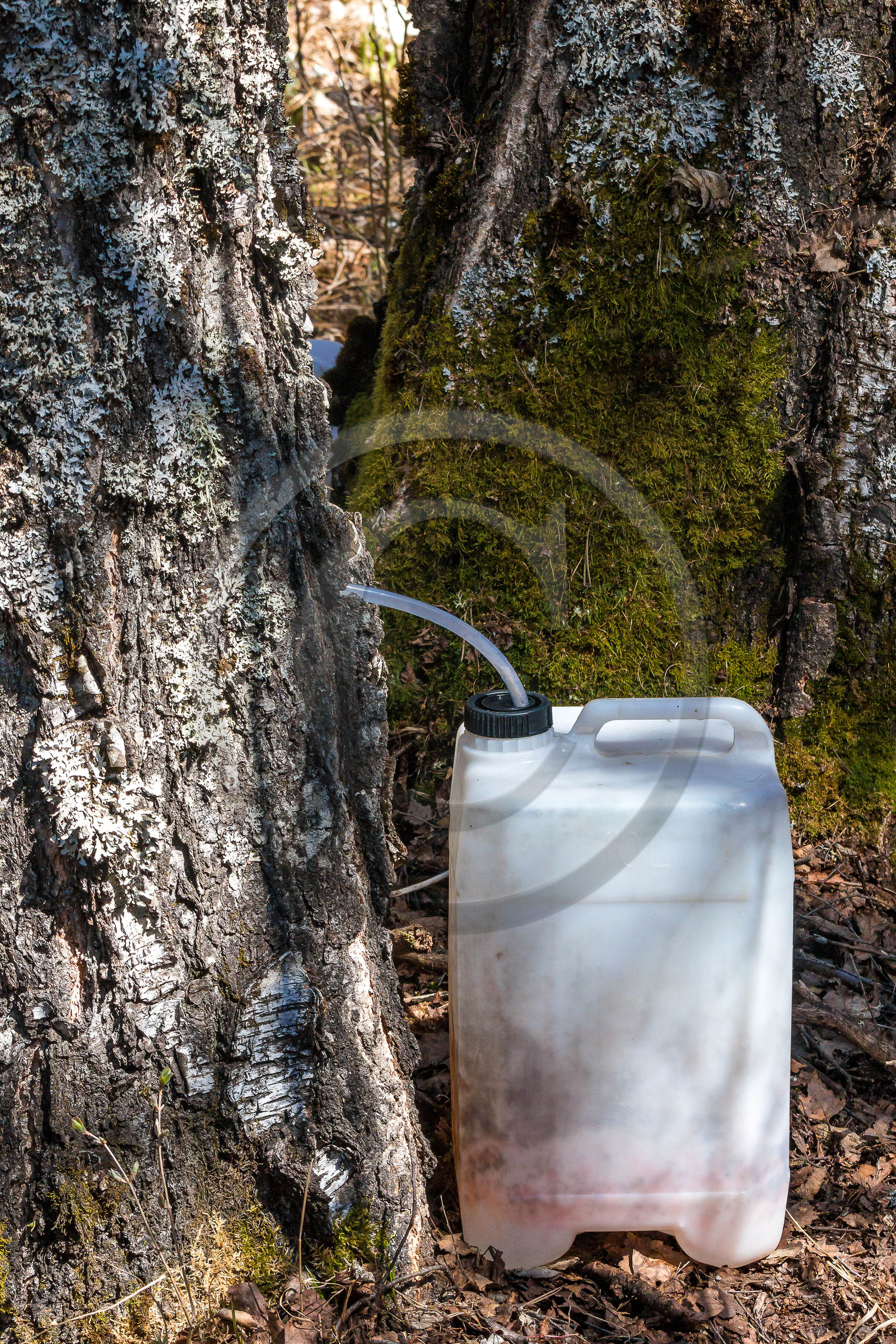 Récolte de sève de bouleau