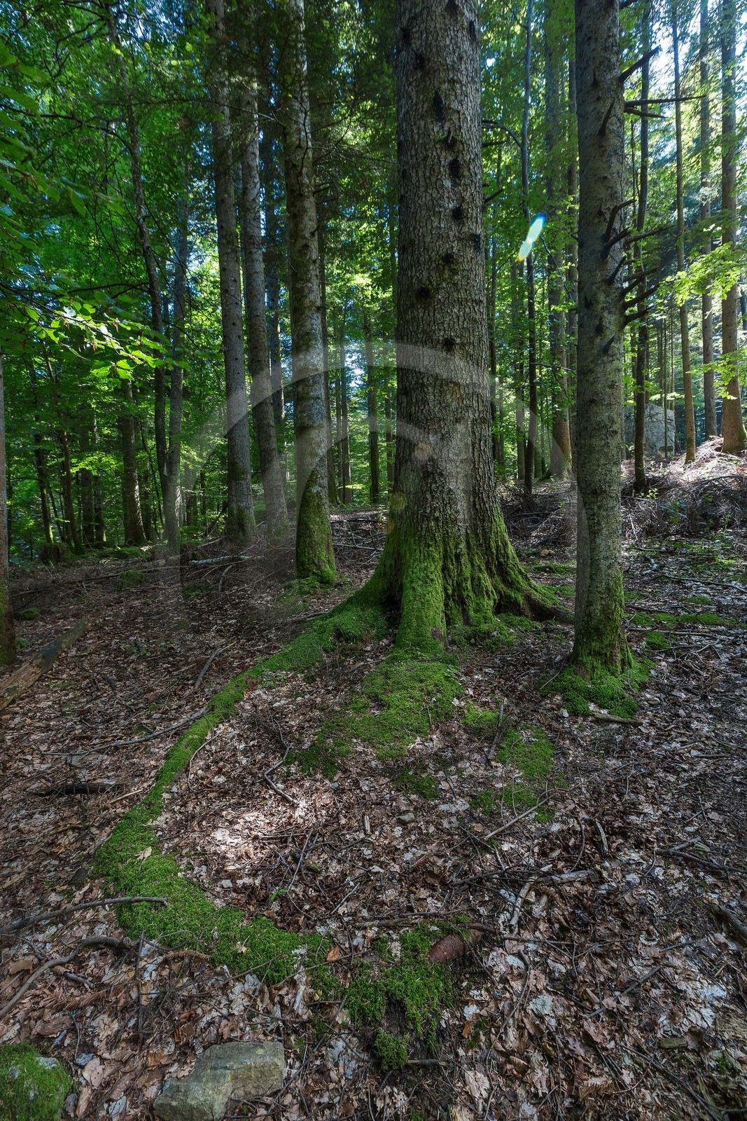 ENS de l'Isère,Tourbières du Peuil