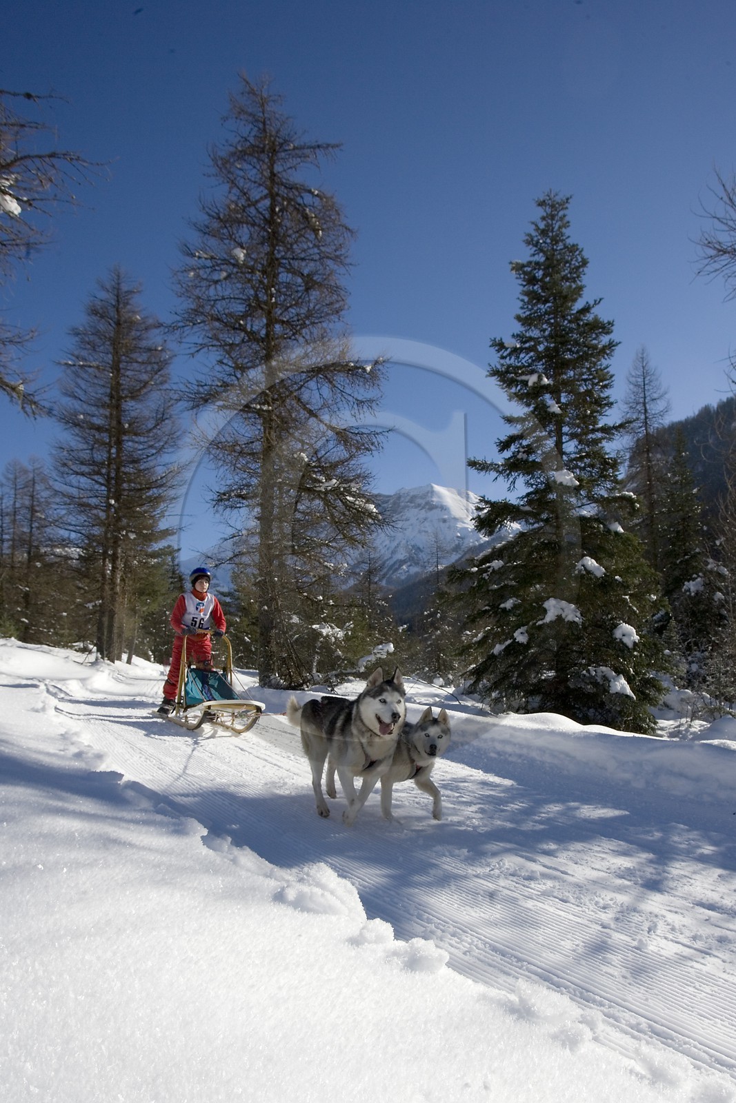 Chiens d'attelage
