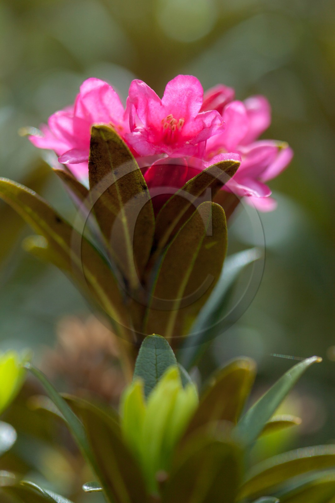 Rhododendron ferrugineux, Laurier rose des Alpes, Rhododendron ferrugineum