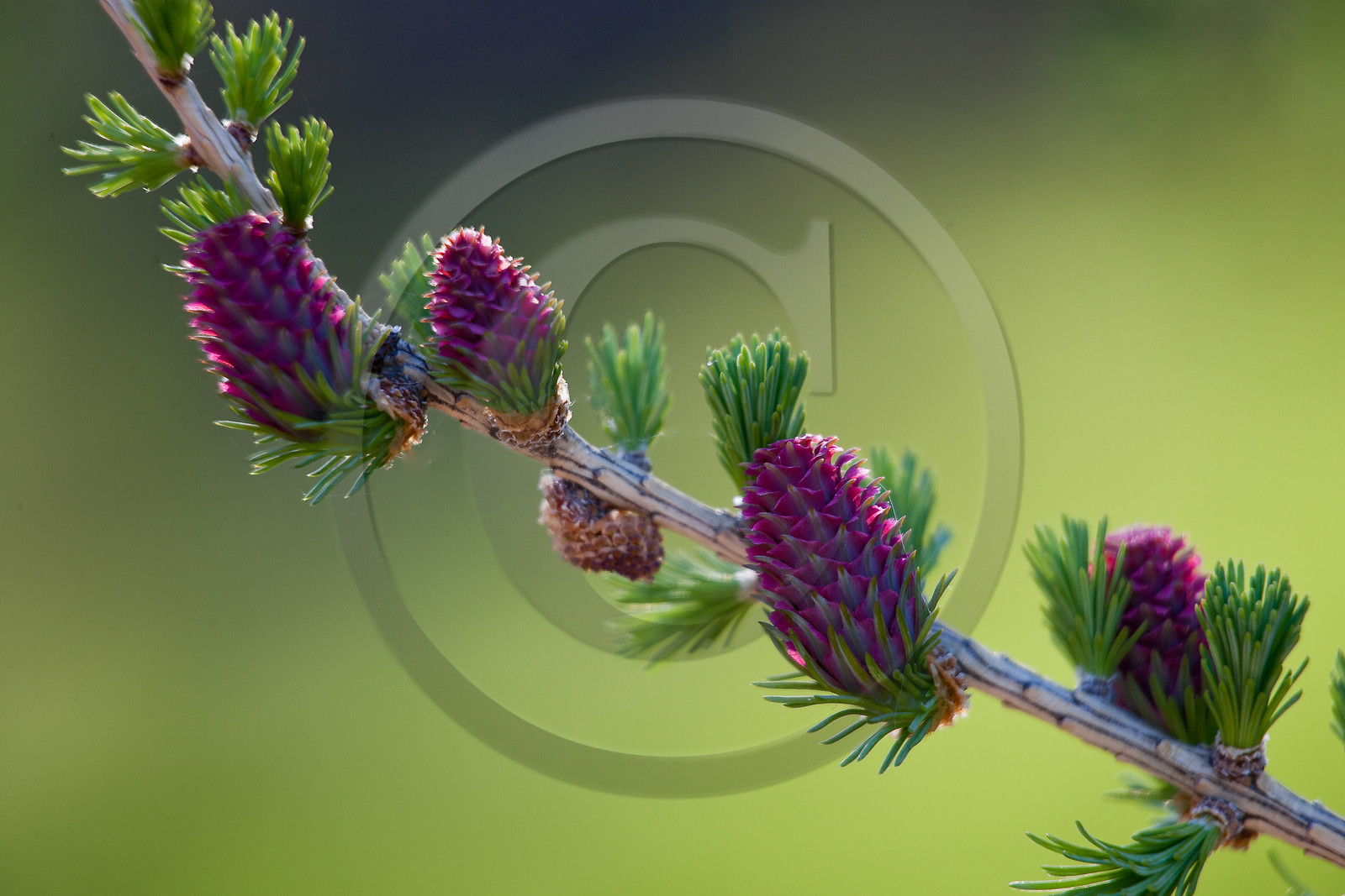 Cône femelle de mélèze (larix décidua)