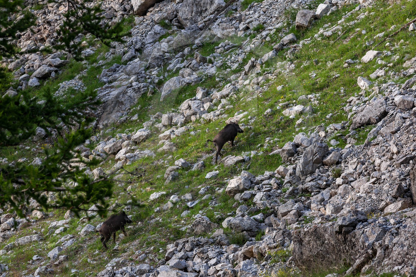 Bois du Chapitre, sanglier
