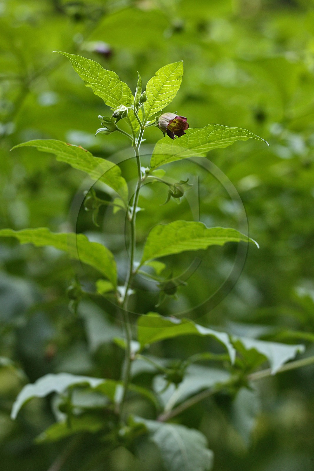 Belladone, Atropa belladonna