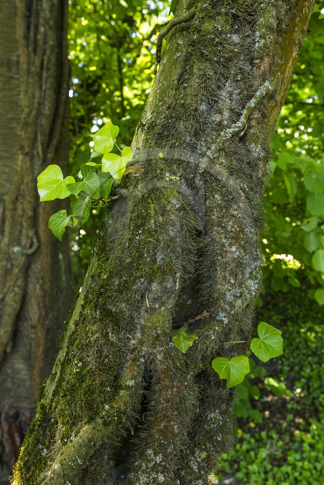 ENS de l'Isère, Boucle de la Taillat