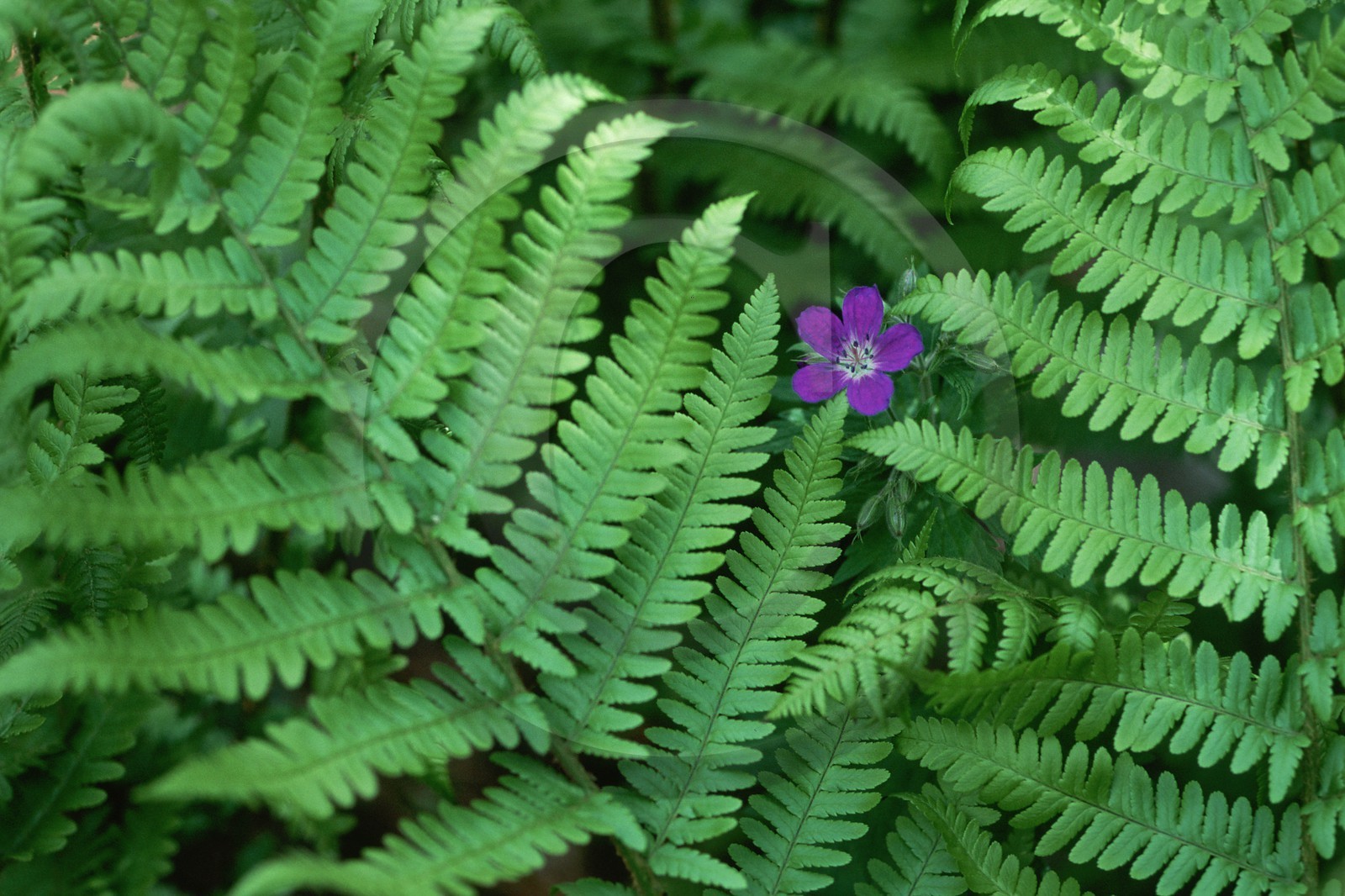 Géranium des bois; Geranium silvaticum