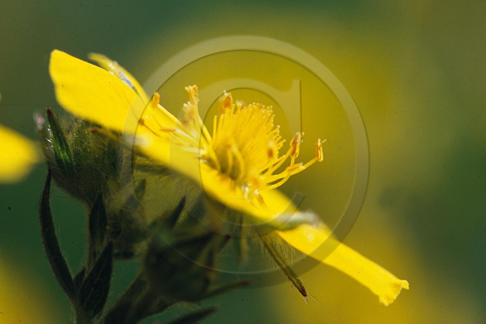 Potentille du Dauphiné, Potentilla delphinensis