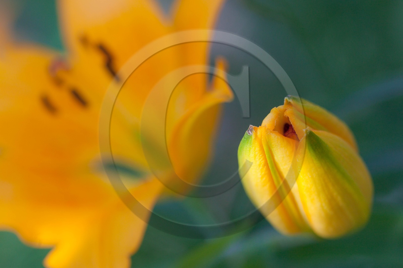 Lis orangé, Lilium bulbiferum subsp. croceum