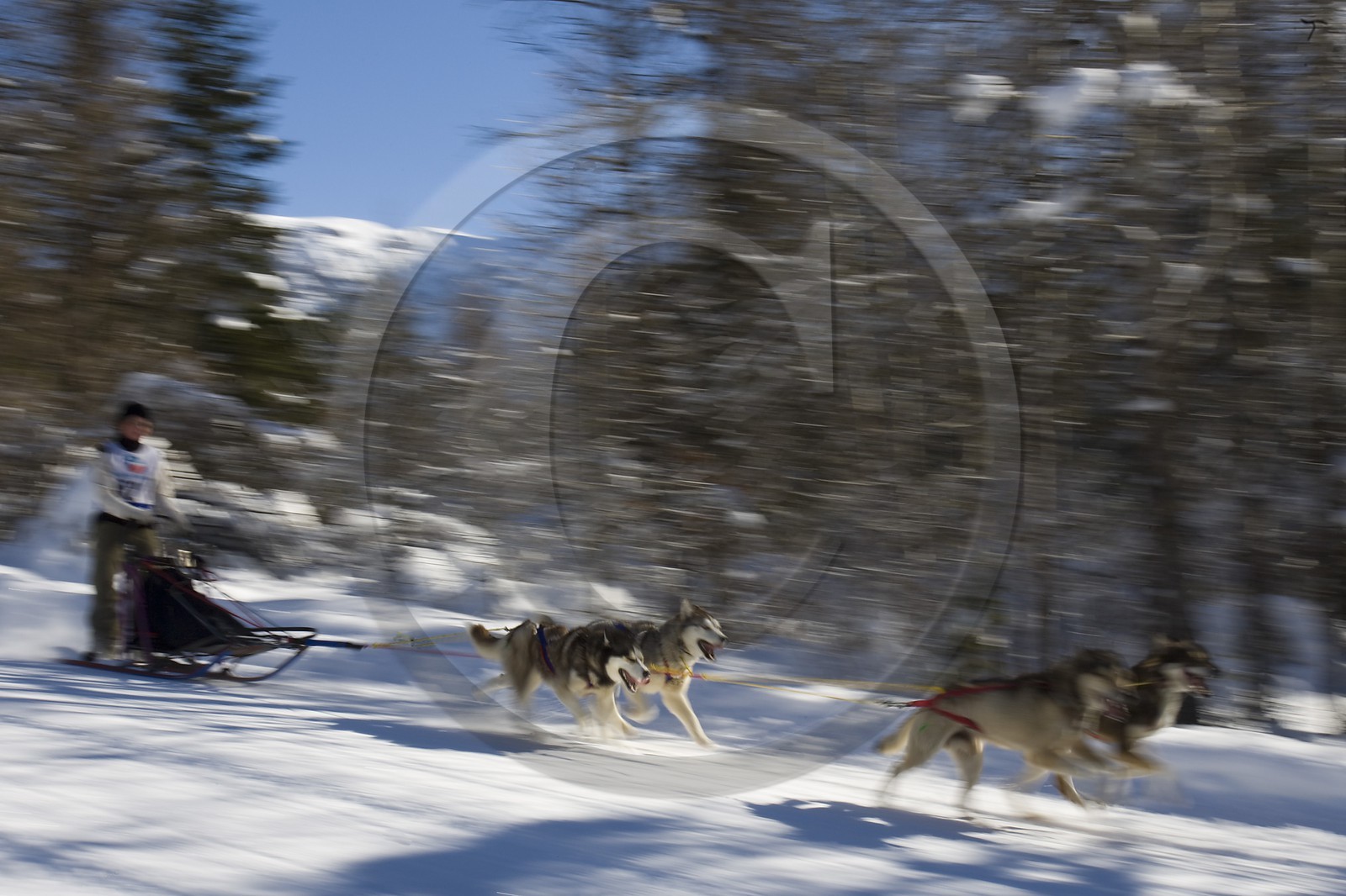 Chiens d'attelage