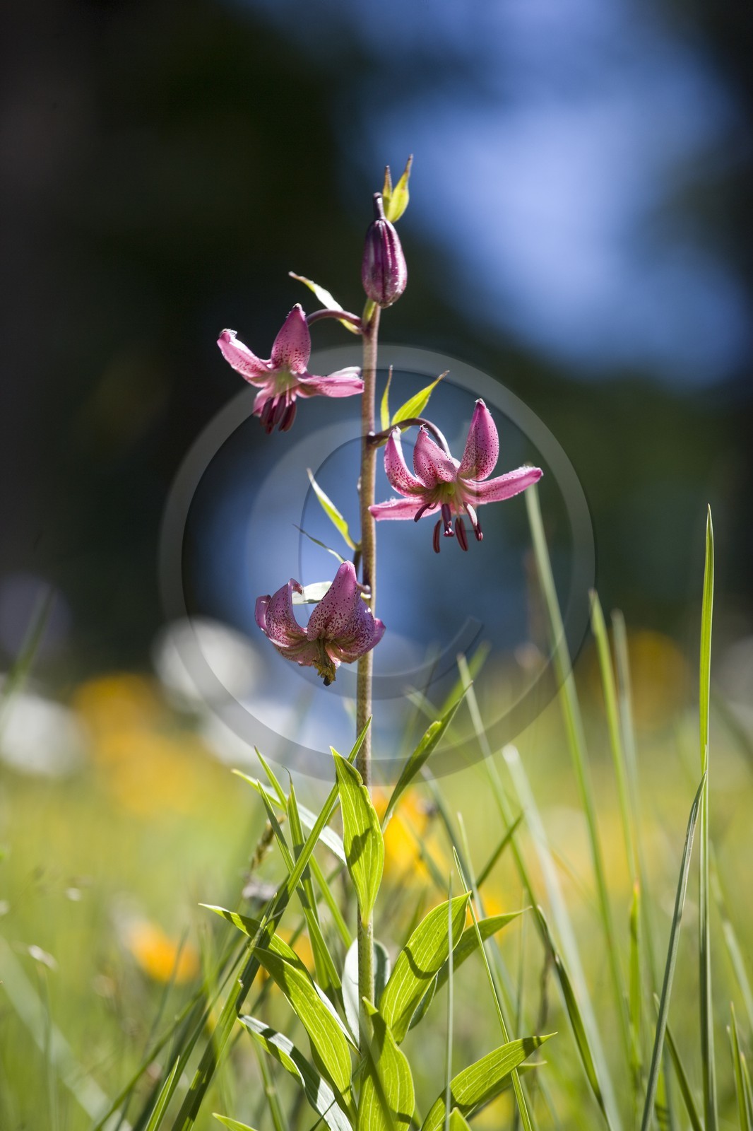 Lis martagon, Lilium martagon
