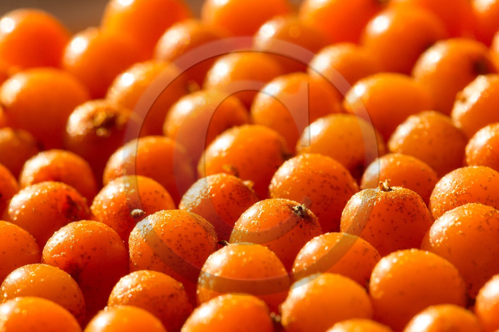 David Viveau agriculteur, producteur de baies d'argousier