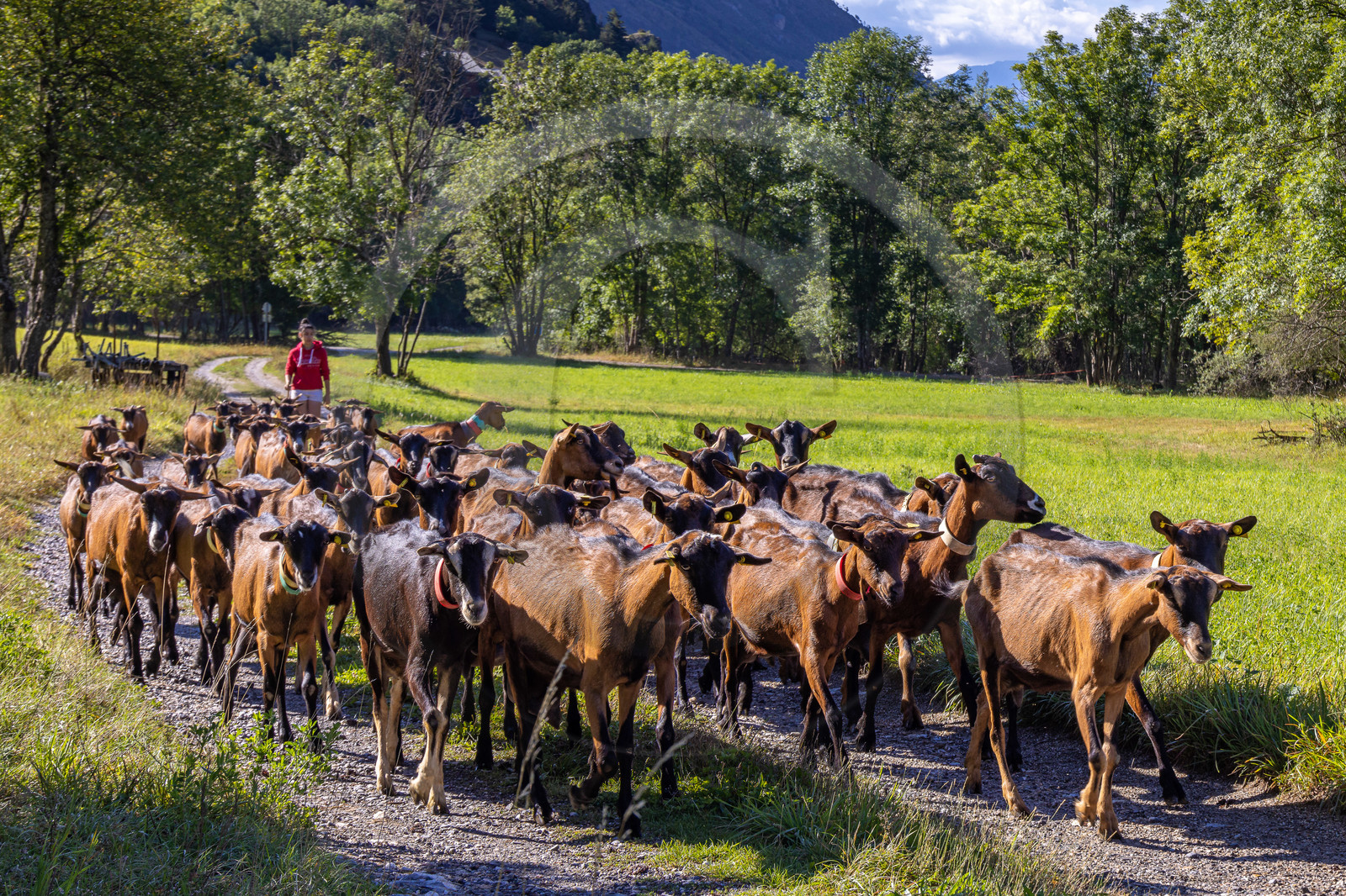 Gaec La Ferme des Ecrins