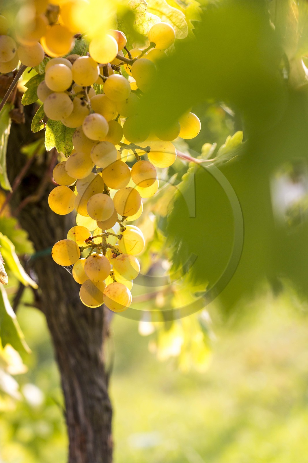 Vignoble de Saint-Jeannet, propriétaire récoltant Denis Rasse