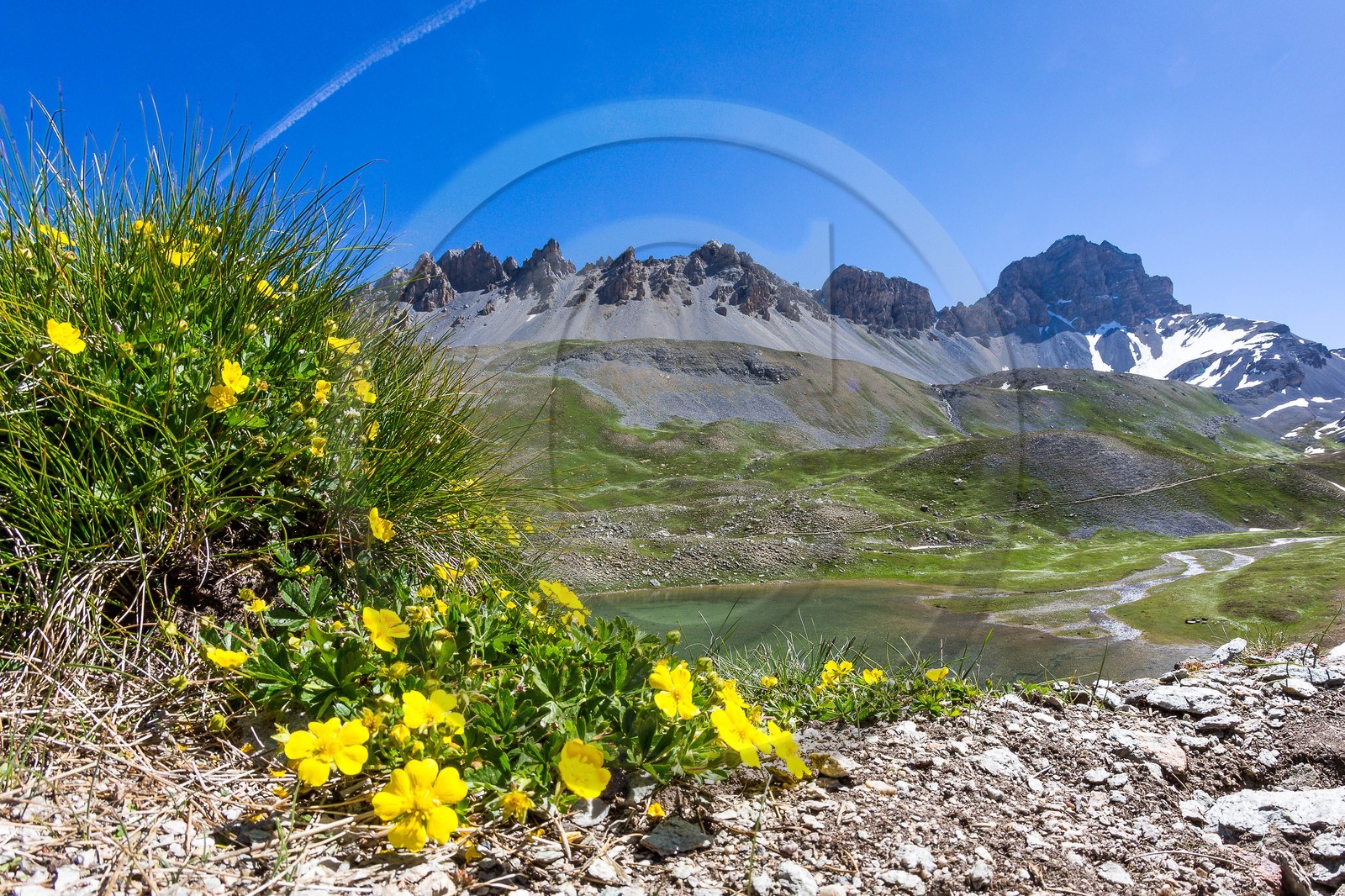 Lac de l'Orrenaye, potentille