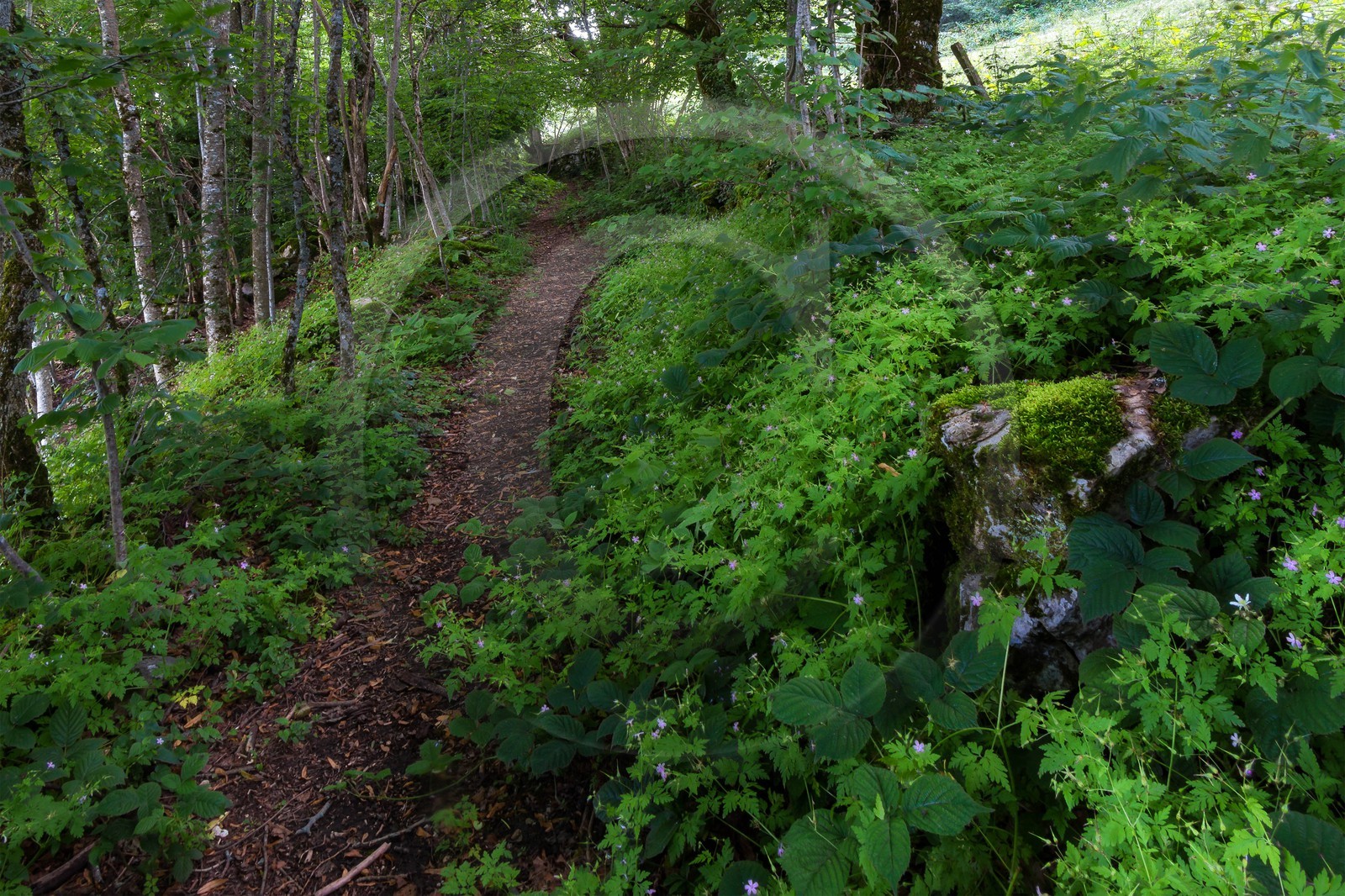 ENS de l'Isère, vallée fossile des Rimets
