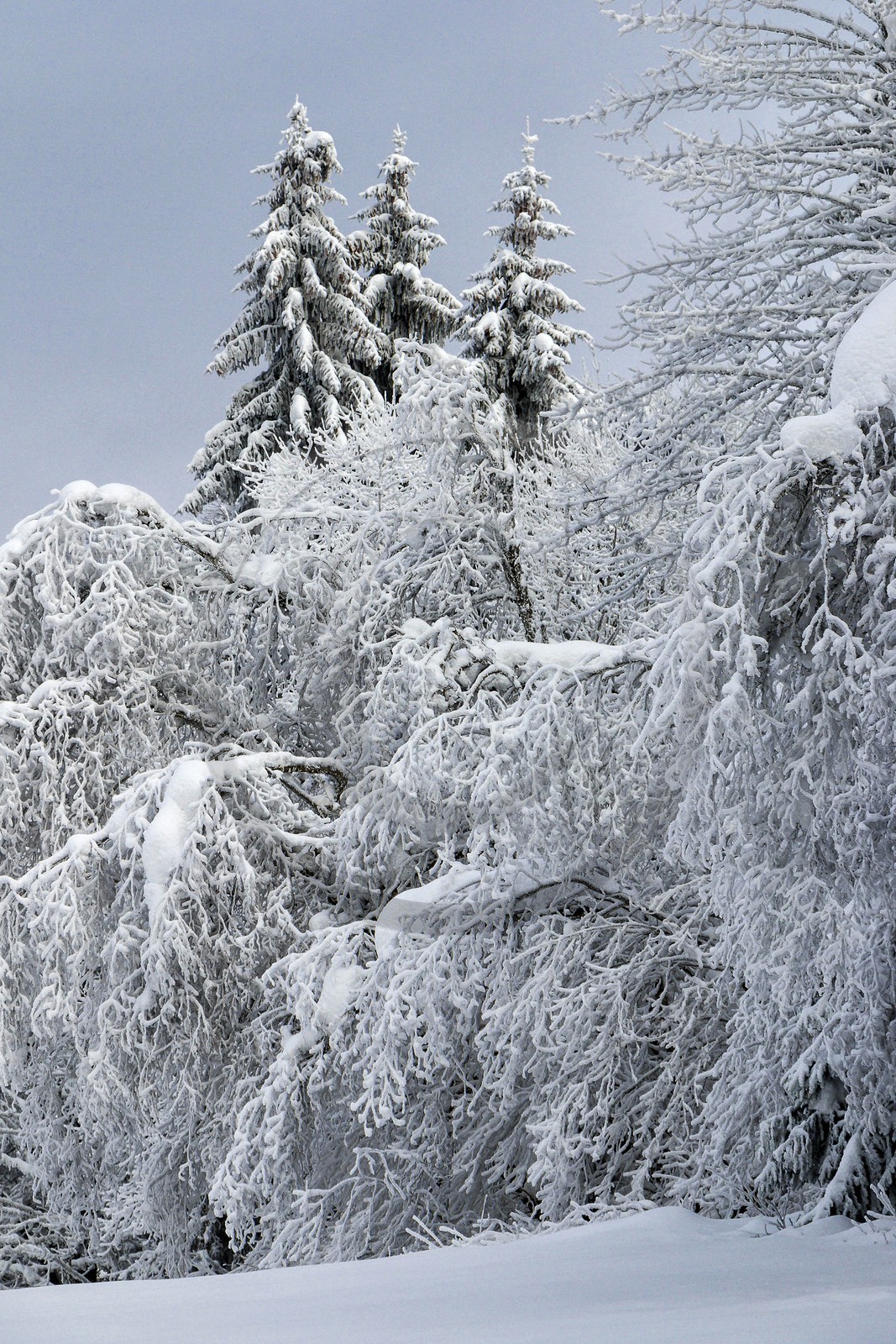 ENS de l'Isère, Les Ecouges