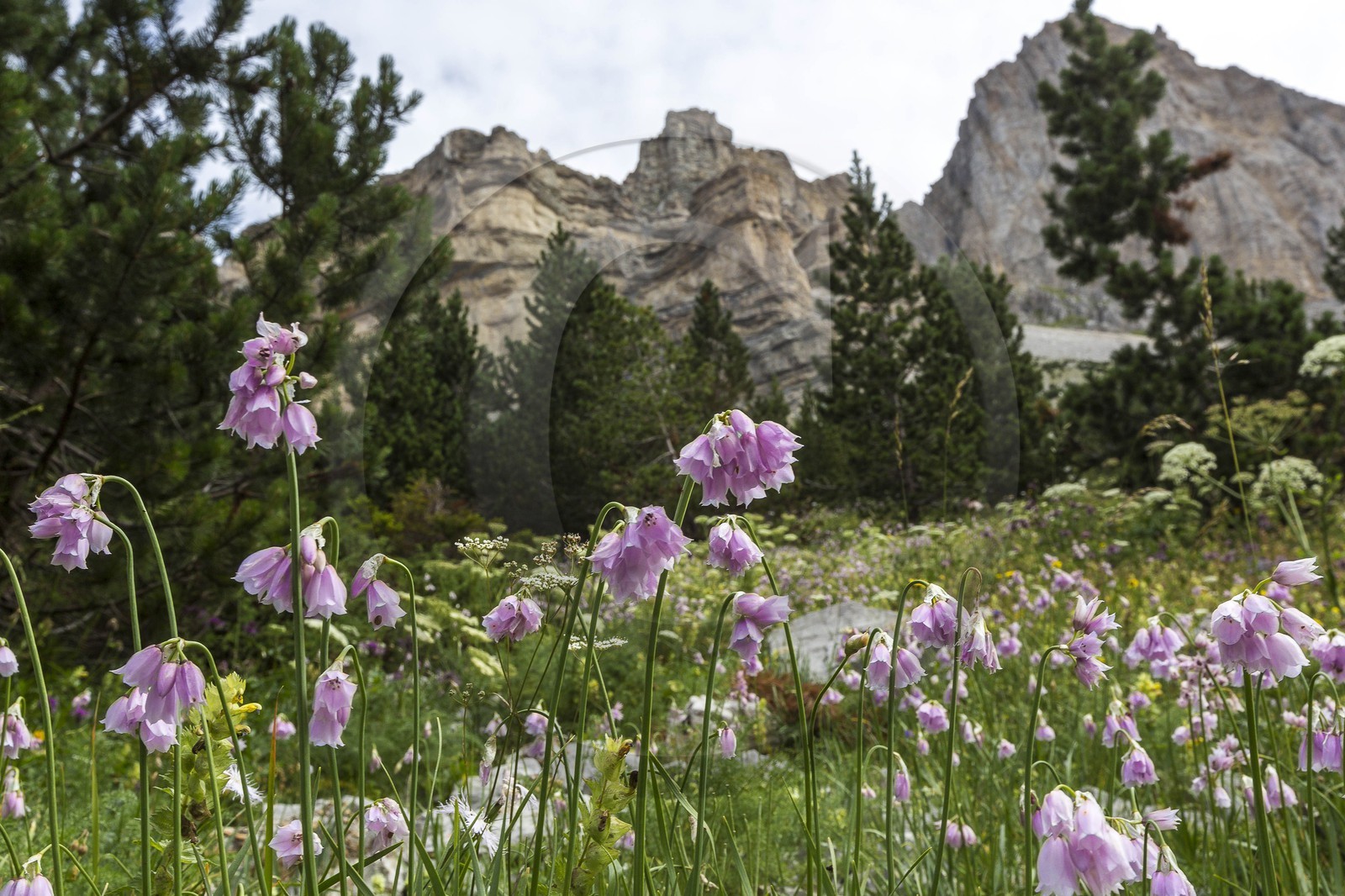 Ail à fleur de narcisse, Allium narcissiflorum