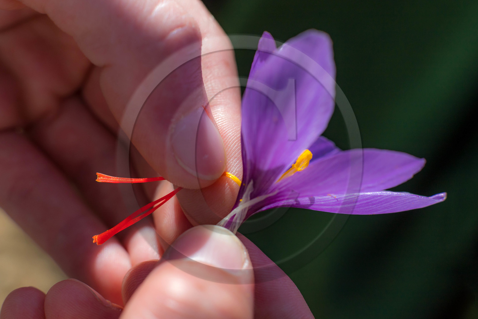 Melissa Bertrand-Pellisson,  safranière