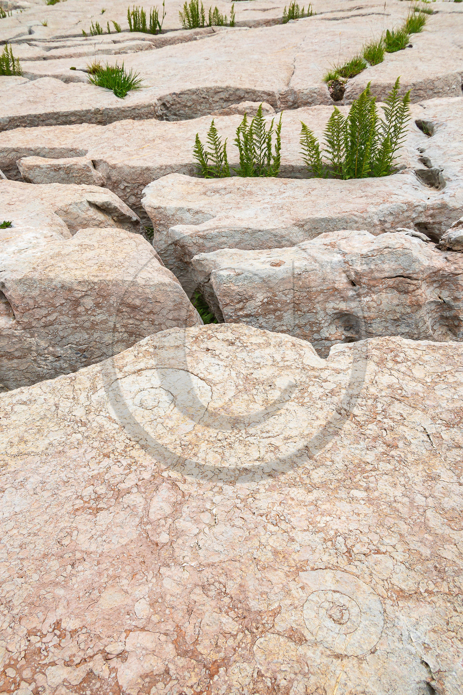 Ammonites aux Oucanes de Chabrières