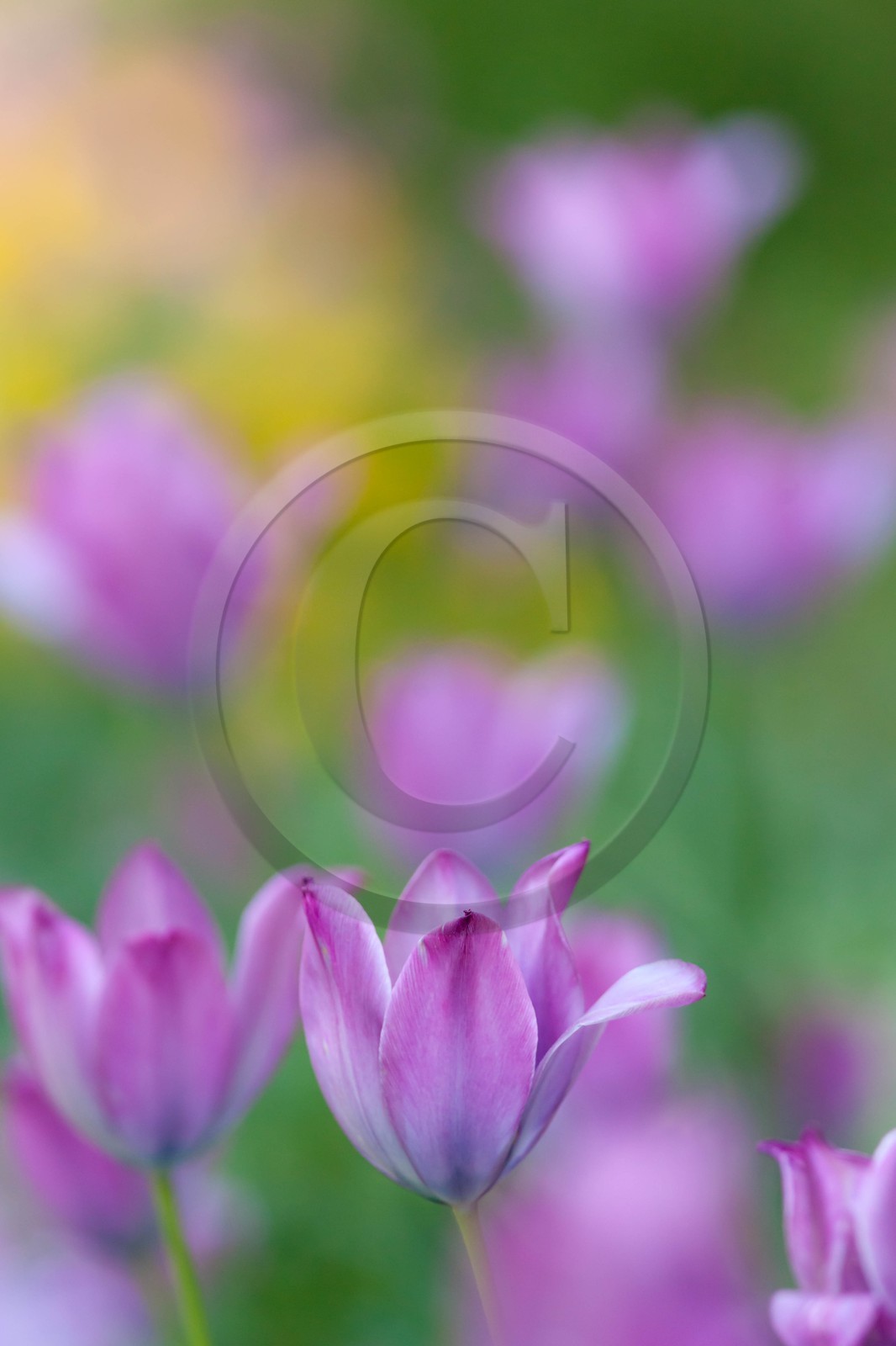 Tulipe de Guillestre, Tulipa platystigma