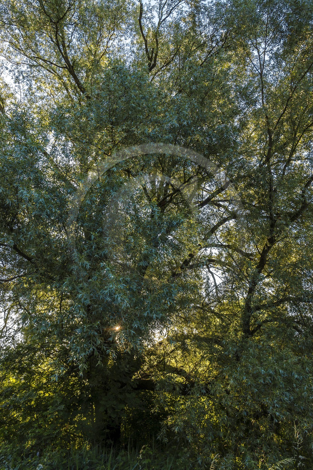 ENS de l'Isère, Marais de Montfort