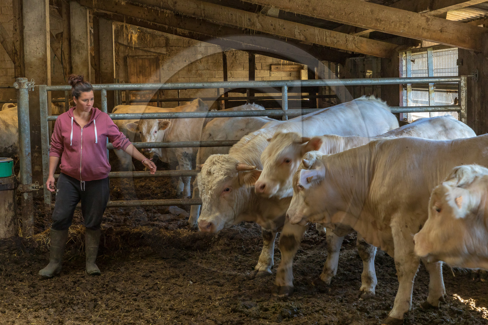 Ferme de Sauron, Laure Marcellin