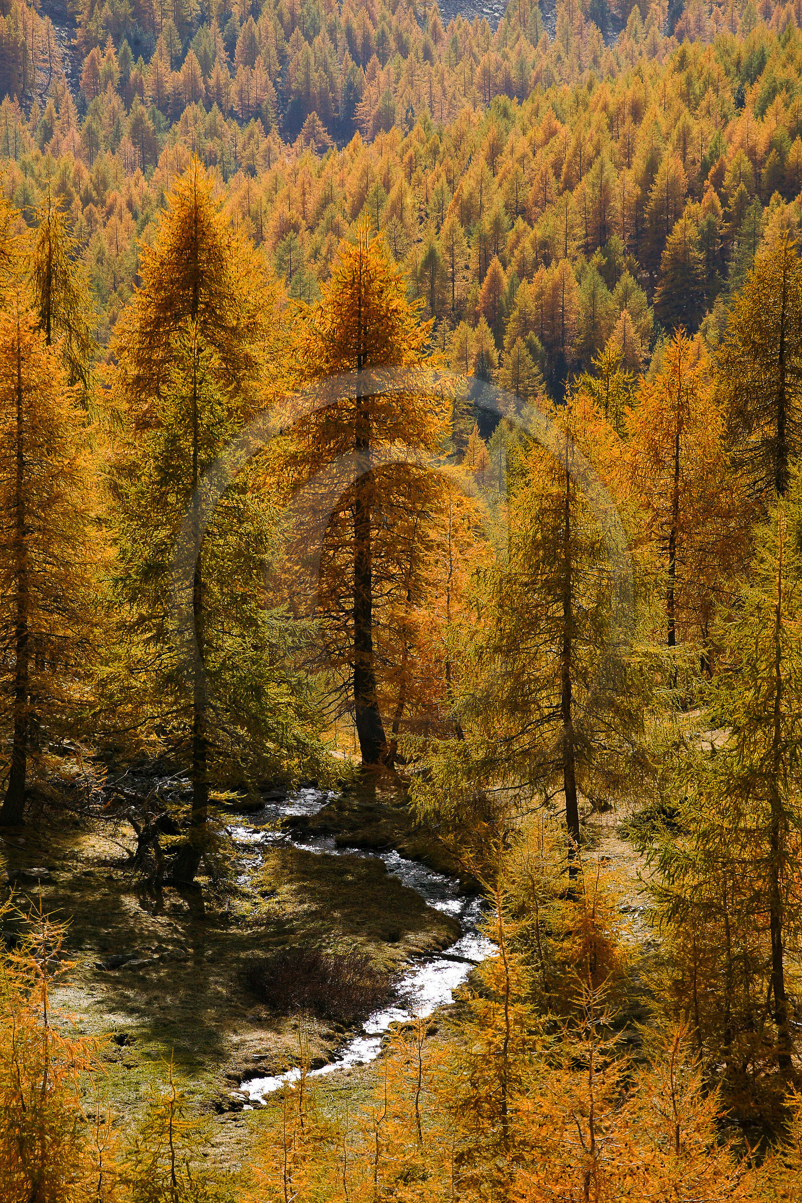 Mélèze d'Europe, Larix decidua