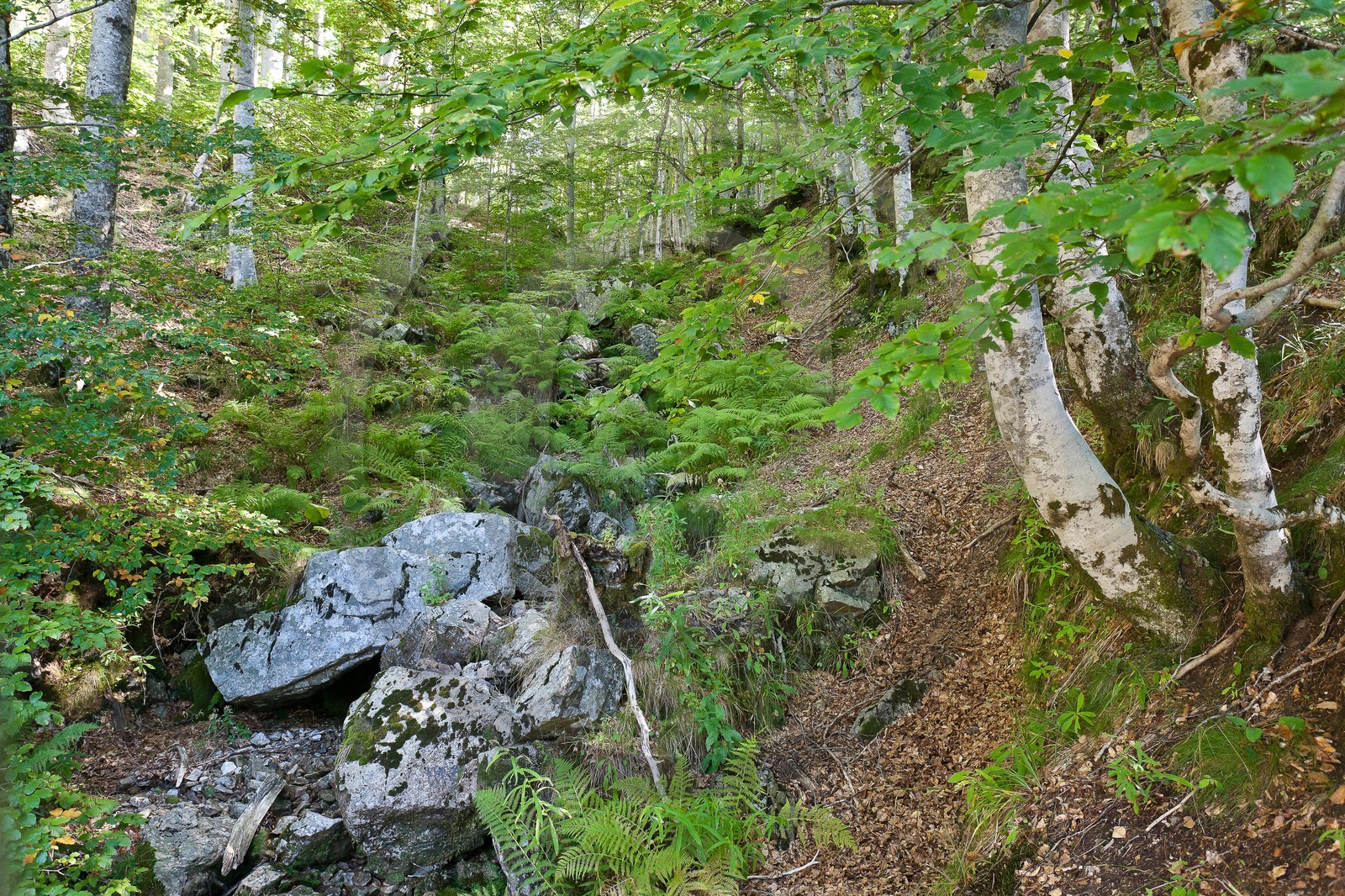Parc national des Cévennes, forêt du Mont Aigoual