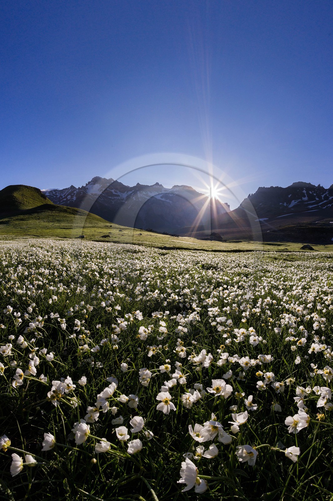 Parc national des Ecrins, Col du Lautaret,, Renoncule de Küpfer