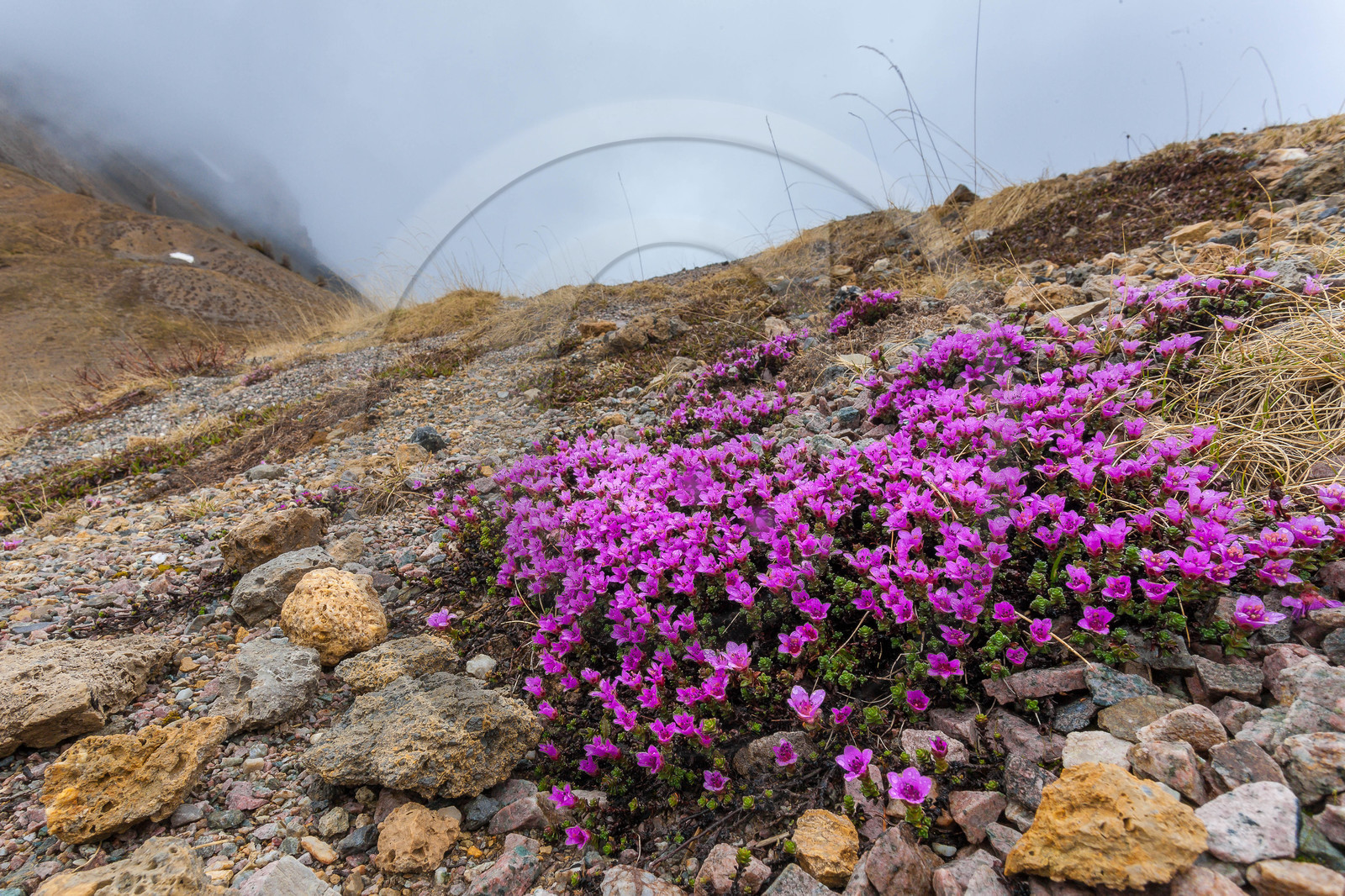 Saxifrage à feuilles opposées