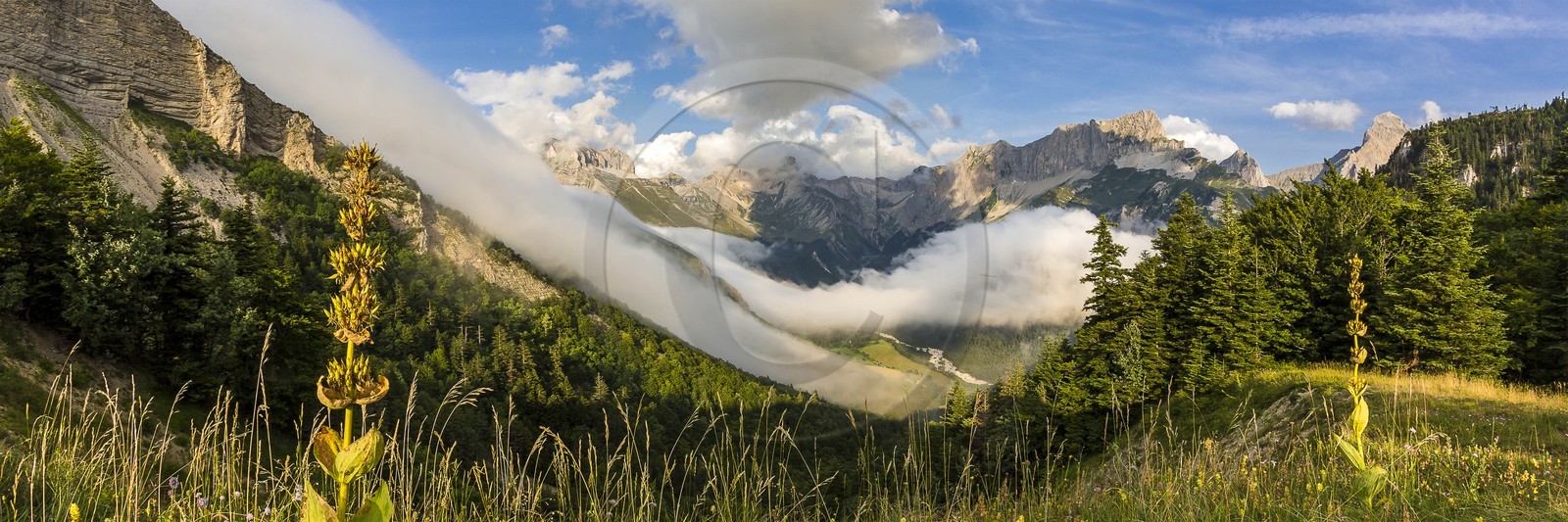 vallon de La Jarjatte, Col de Priau, gentiane jaune (gentiana lutea)