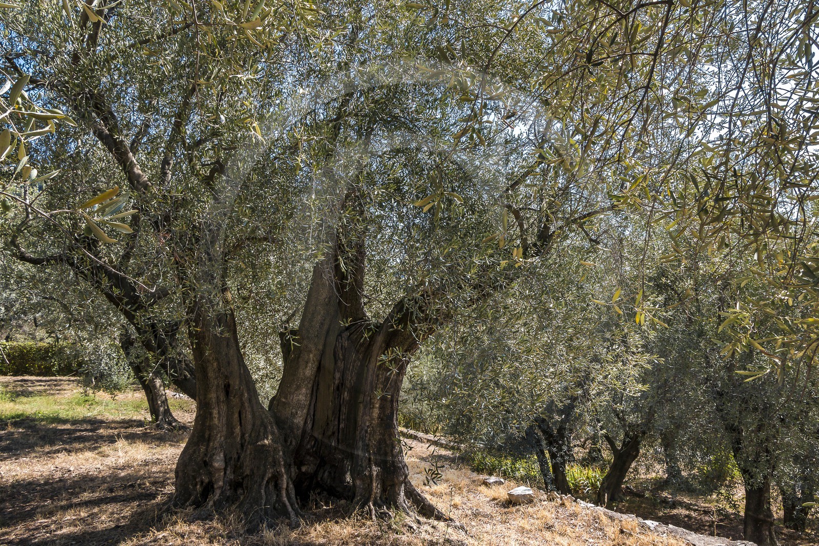 Spéracèdes, Campagne du Virat, Claude Martin, oléicultrice