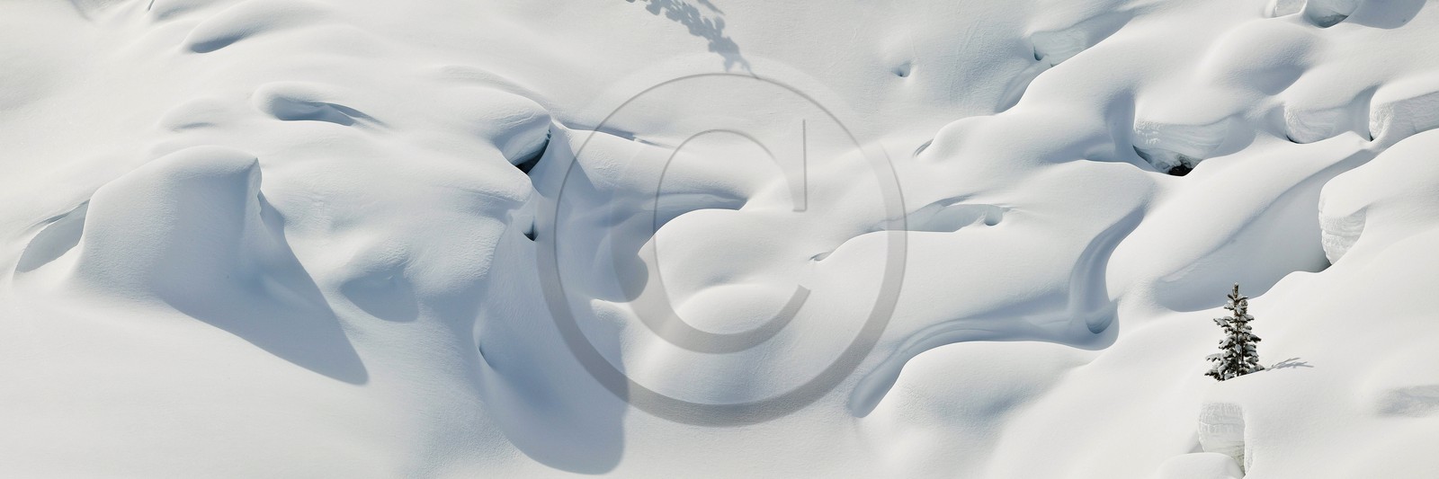 Ceillac, pins cembro sous la neige