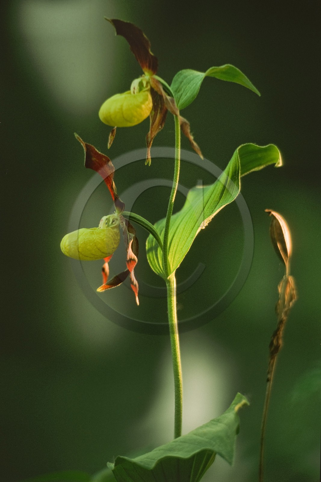 Sabot de Vénus, Cypripedium calceolus