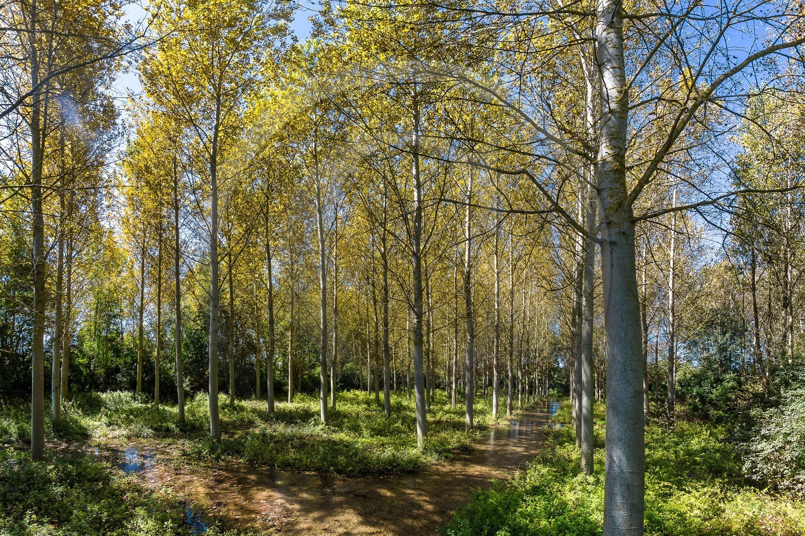 ENS de l'Isère, Les Fontaines de Beaufort