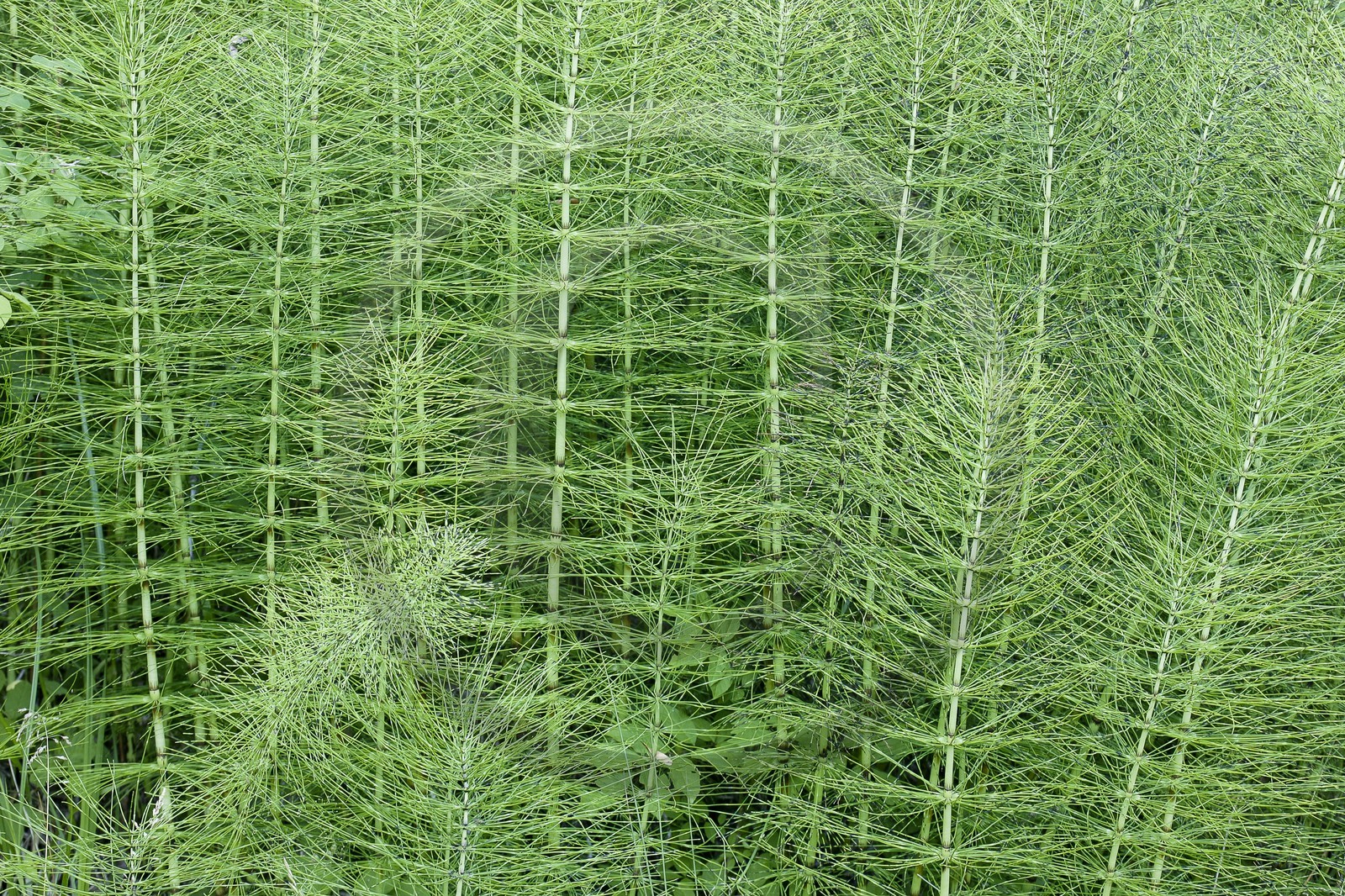 Prêle des champs, Equisetum arvense