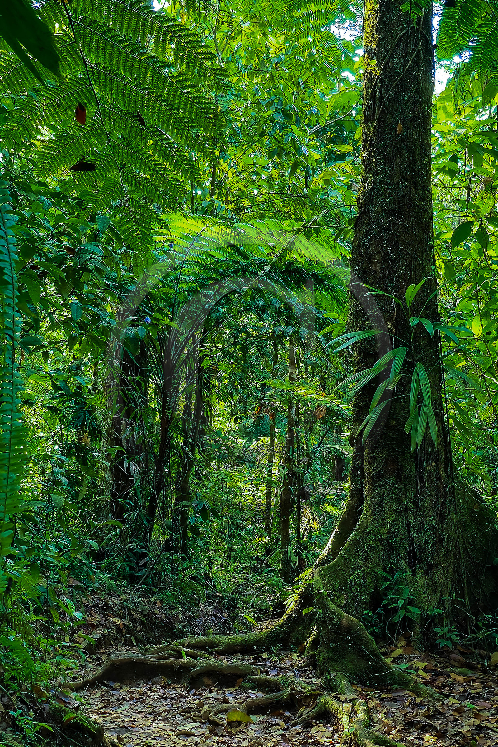 Forêt tropicale, Parc national de la Guadeloupe