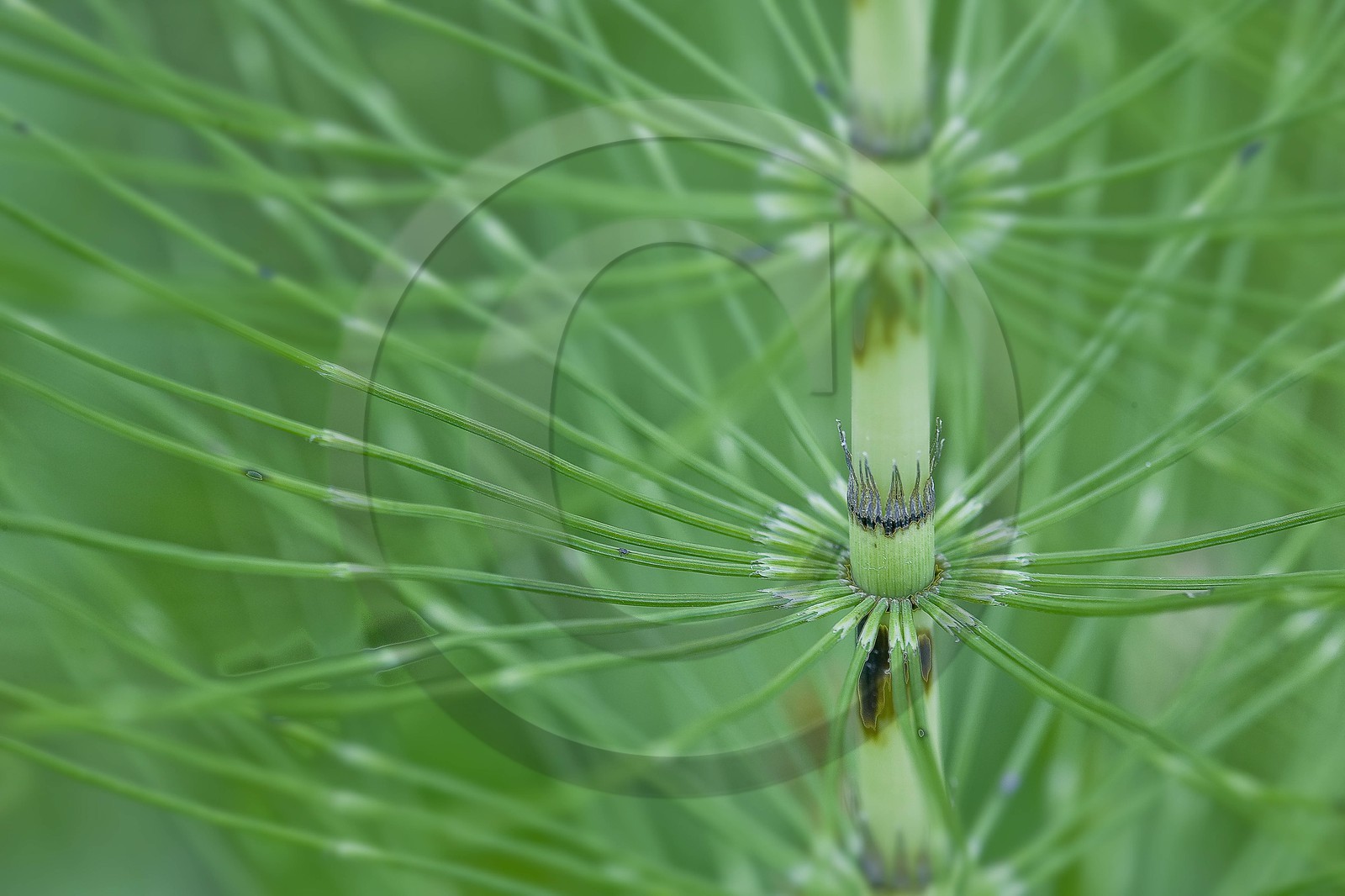Prêle des champs, Equisetum arvense