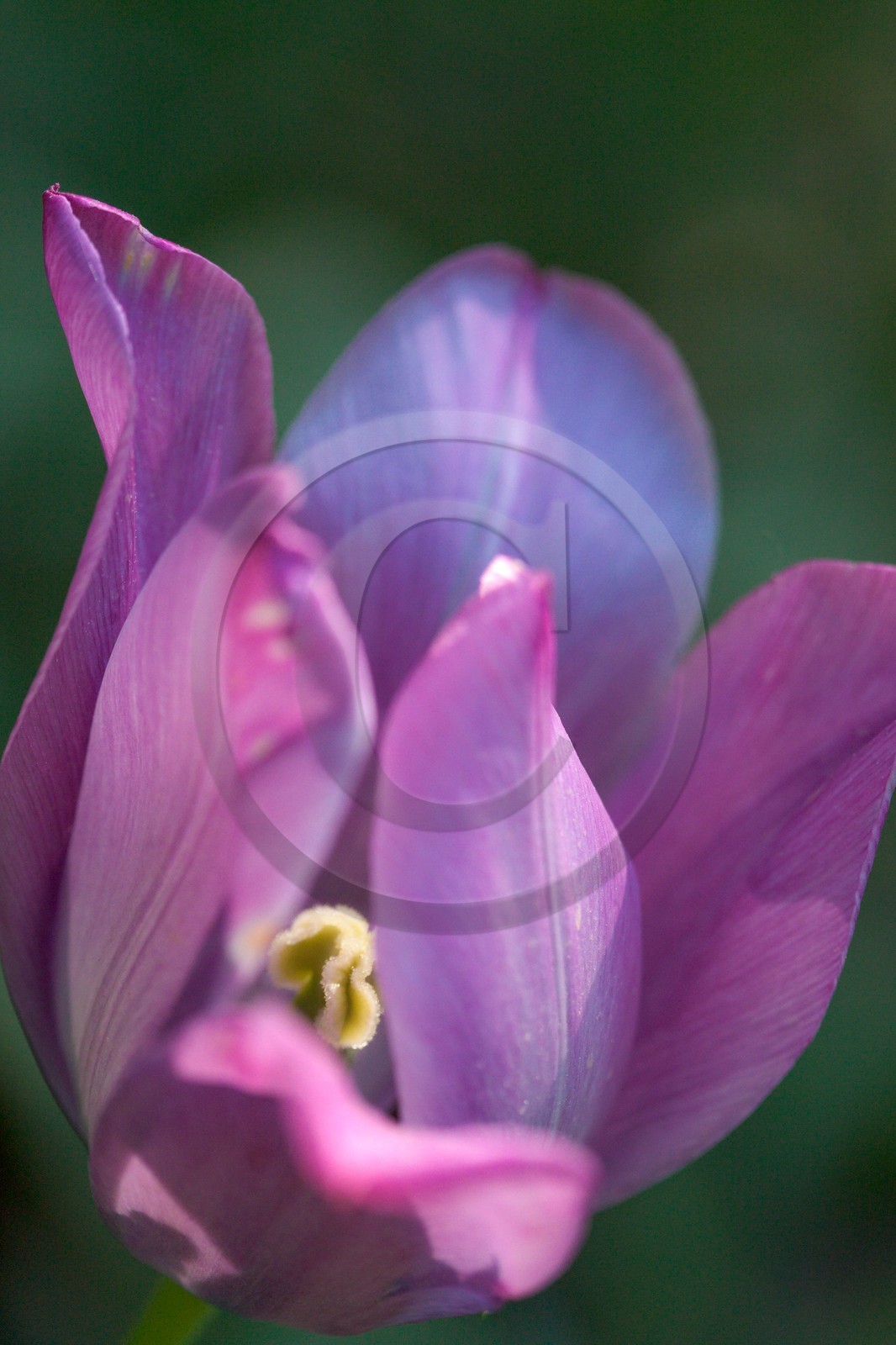 Tulipe de Guillestre, Tulipa platystigma