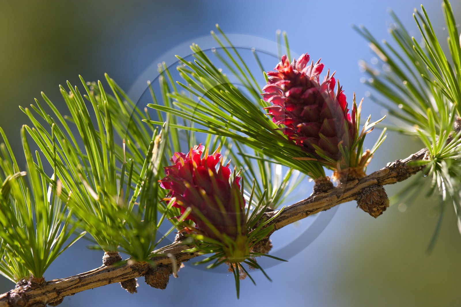 Cône femelle de mélèze (larix décidua)