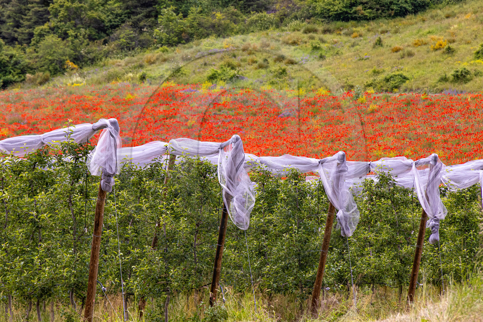 Faucon-du-Caire, arboriculture