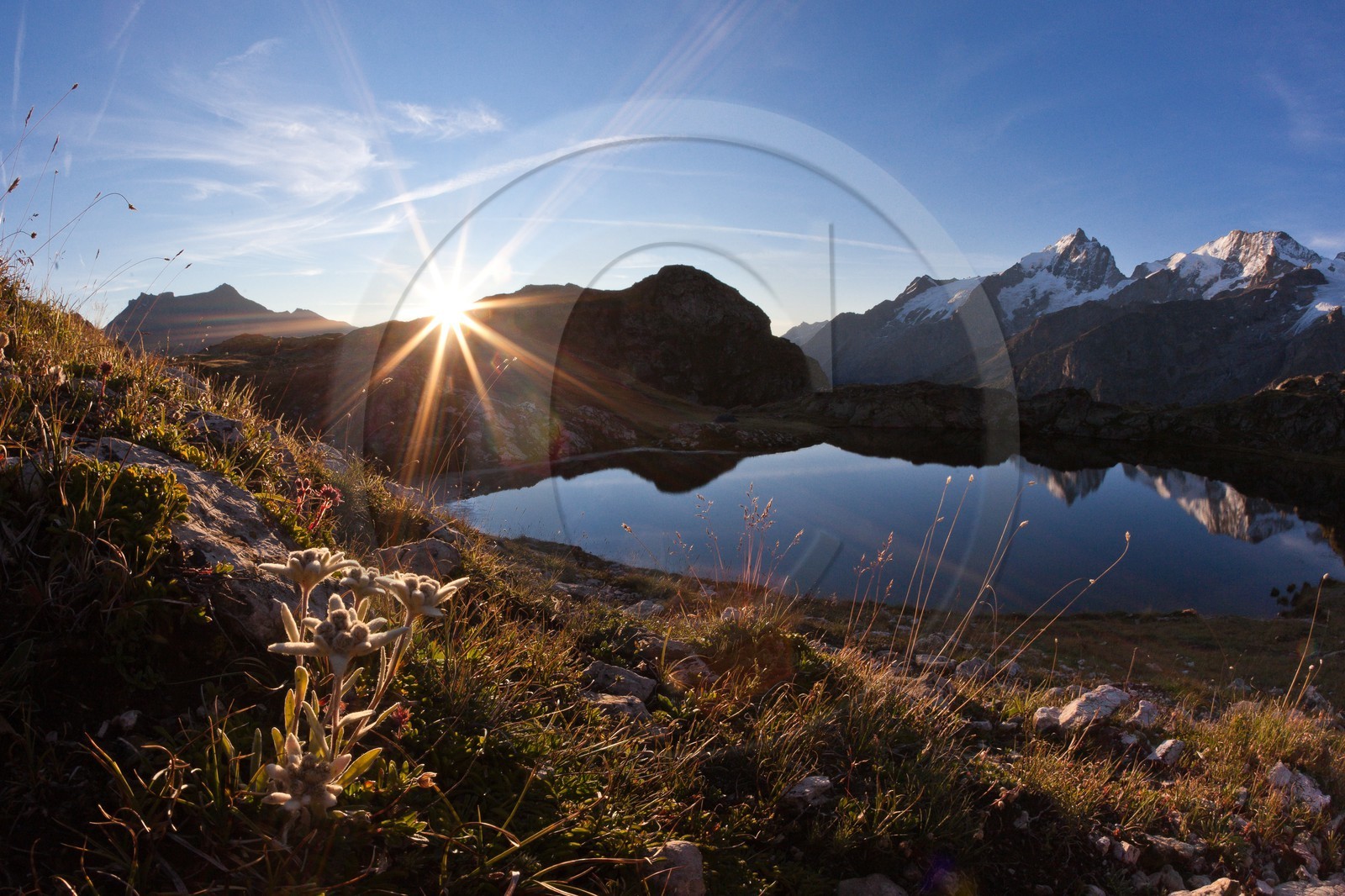Edelweiss, Leontopodium alpinum, Lac Lérié