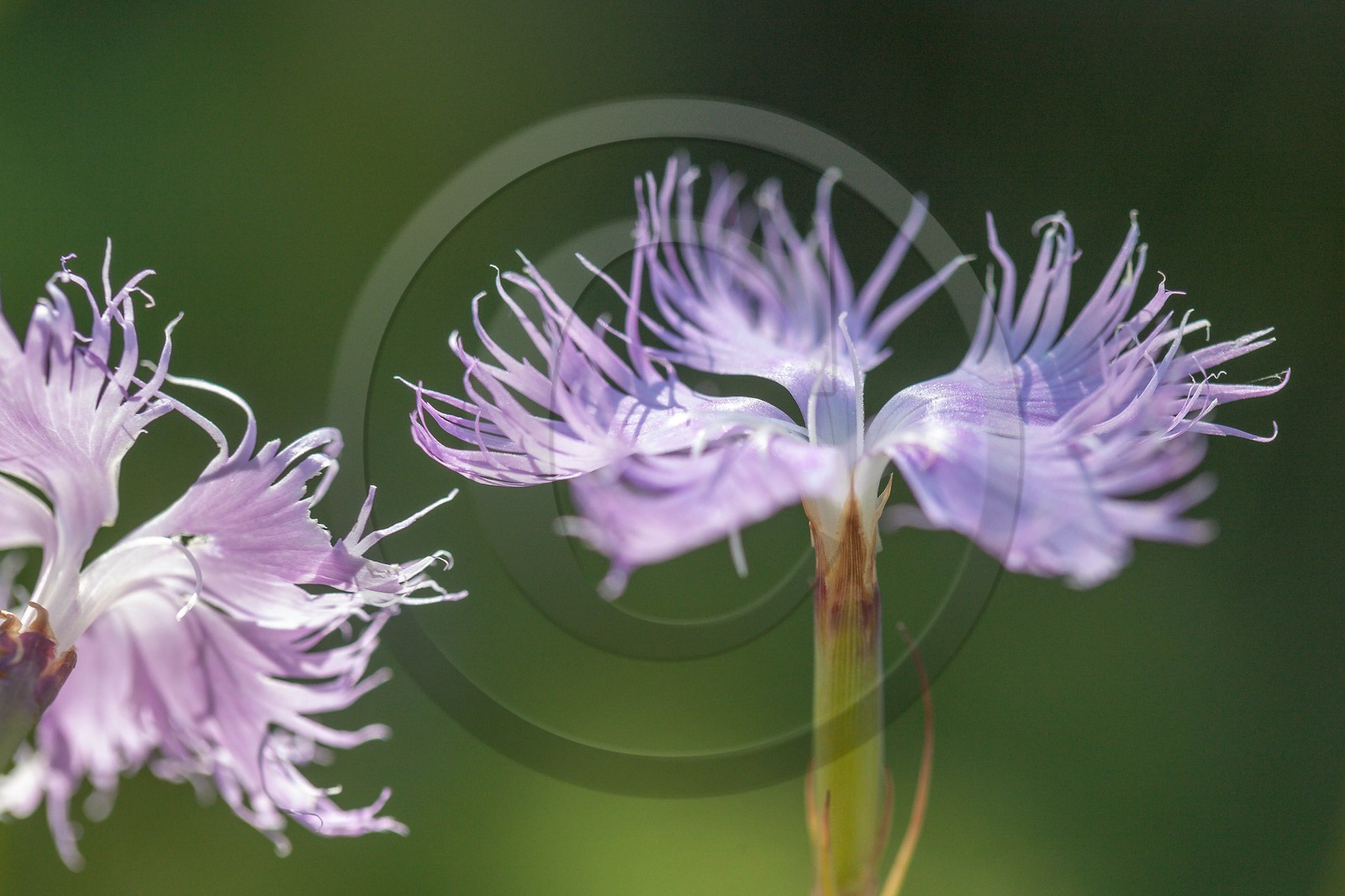 Œillet de Montpellier, Dianthus hyssopifolius