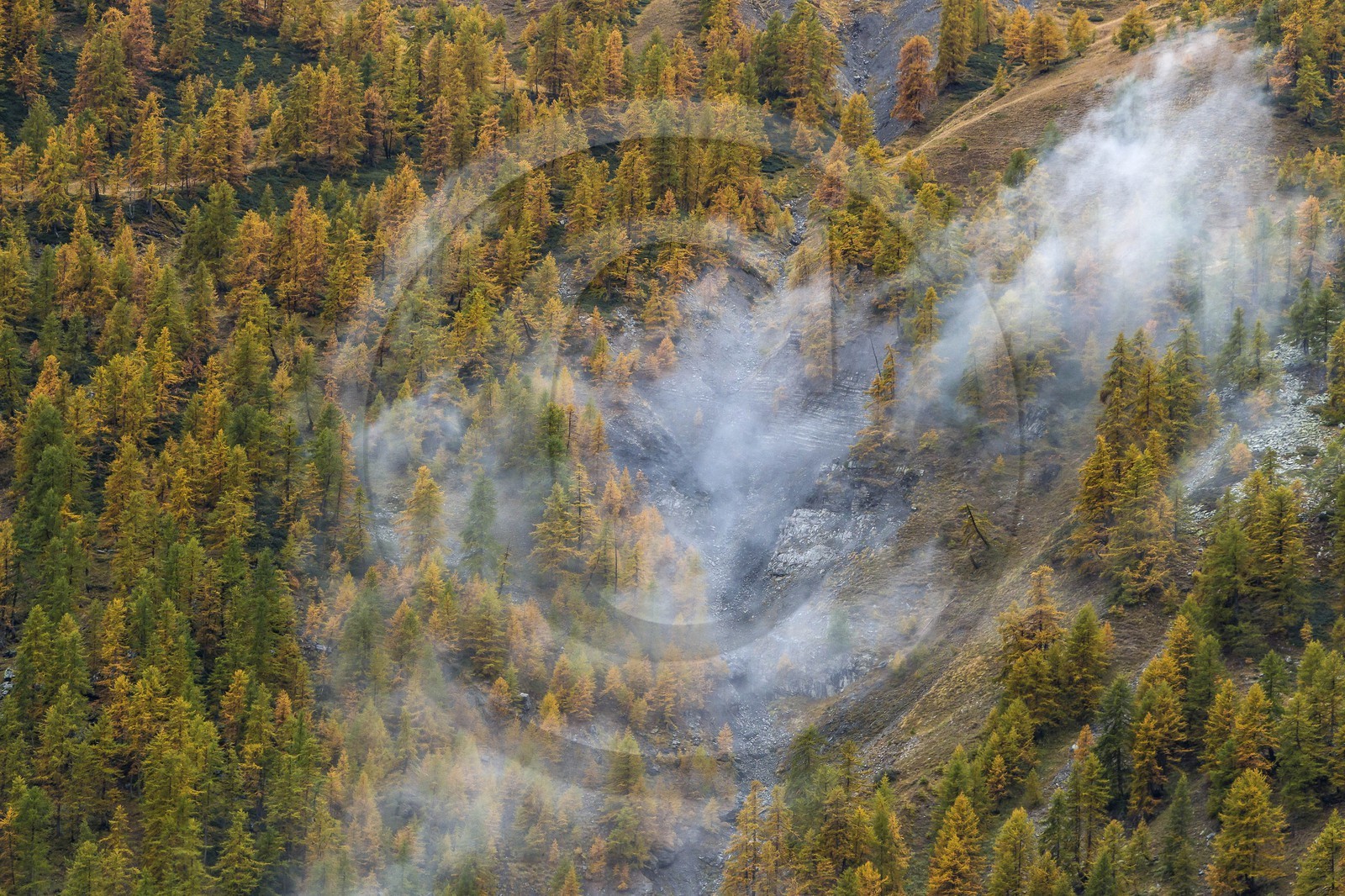 Vallée de la Tinée, mélezein