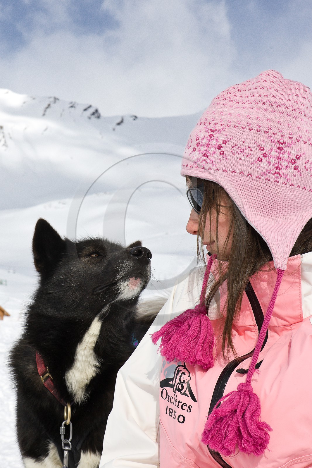 Chiens d'attelage