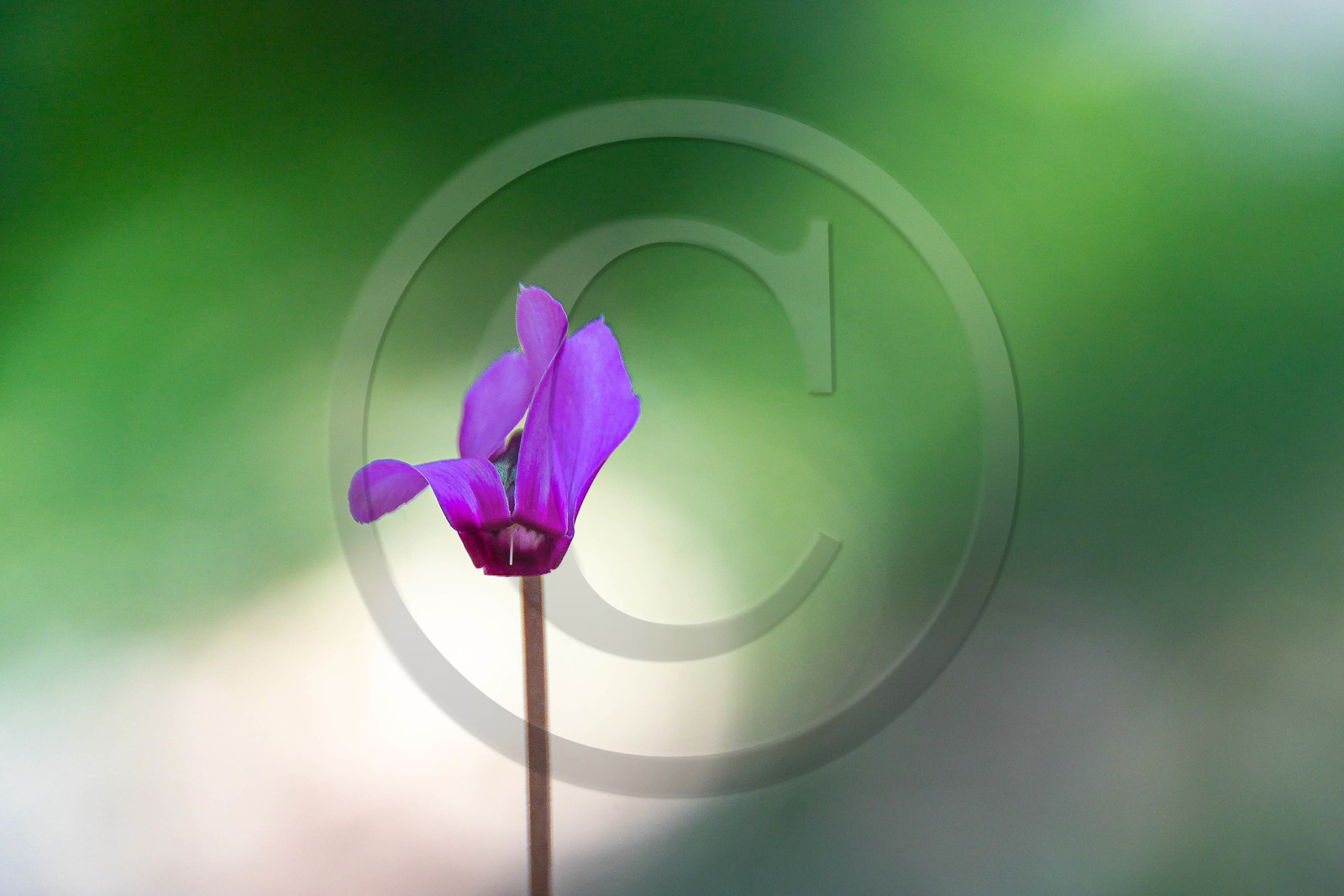 Camoglieres, sentier des cyclamens