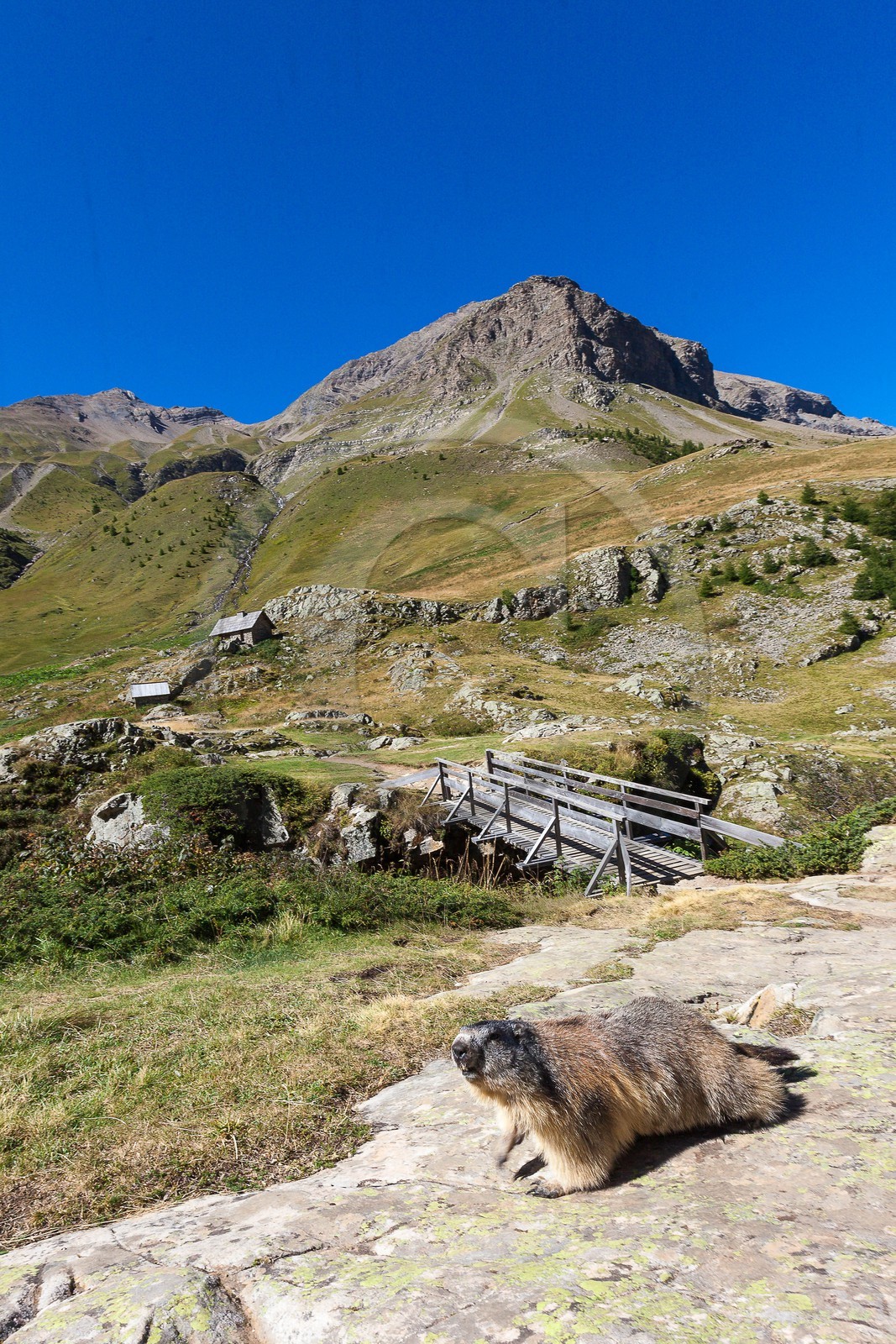 Randonnée vers le Saut du Laire, marmotte