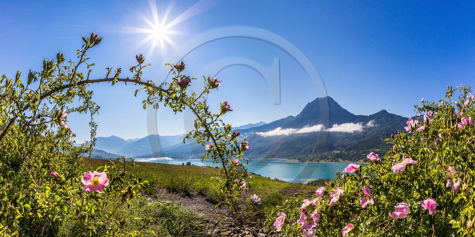 Lac de Serre-Ponçon, rosiers, églantiers et le Pic de Morgon