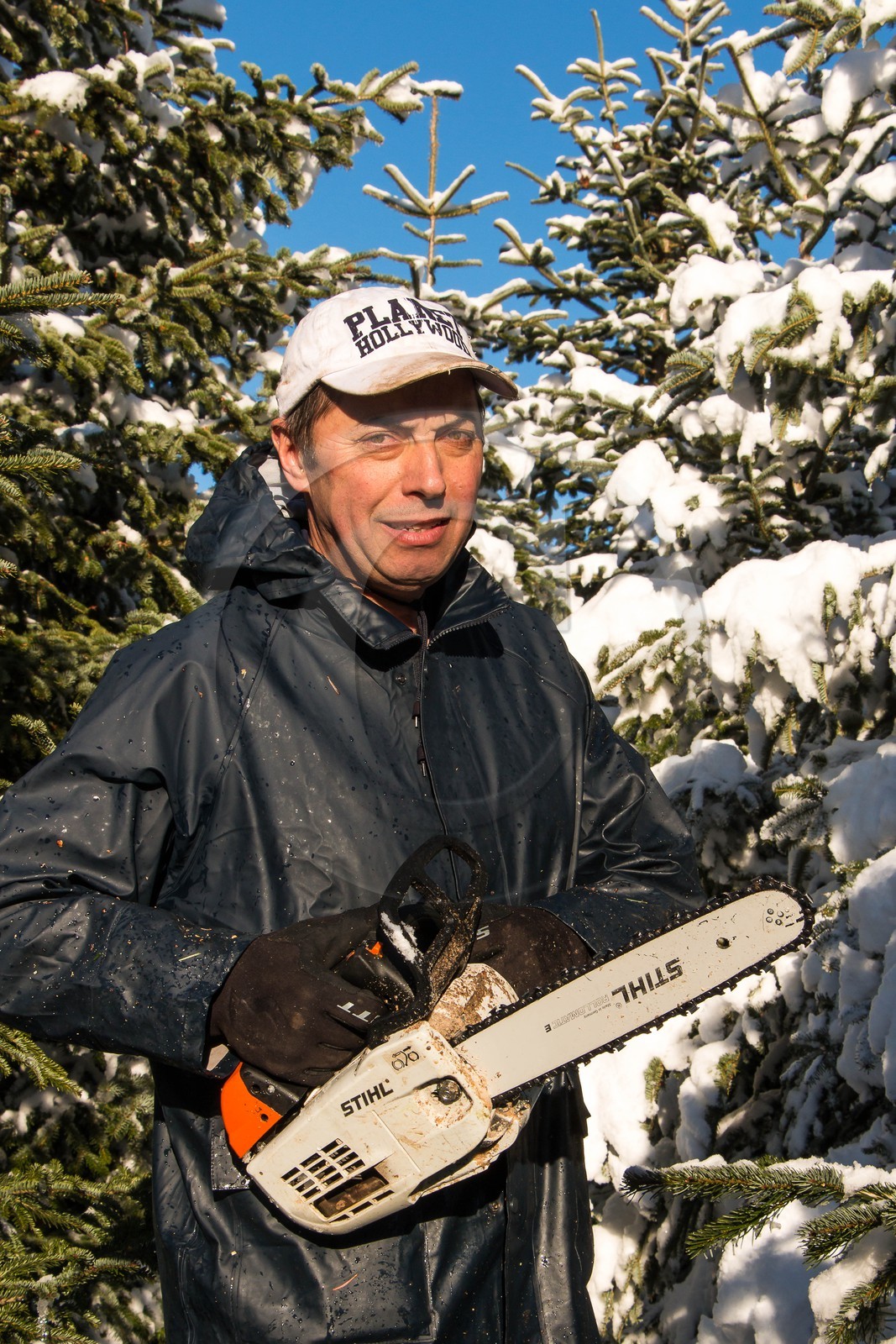 Pépinière Robin, producteur de sapin de Noël