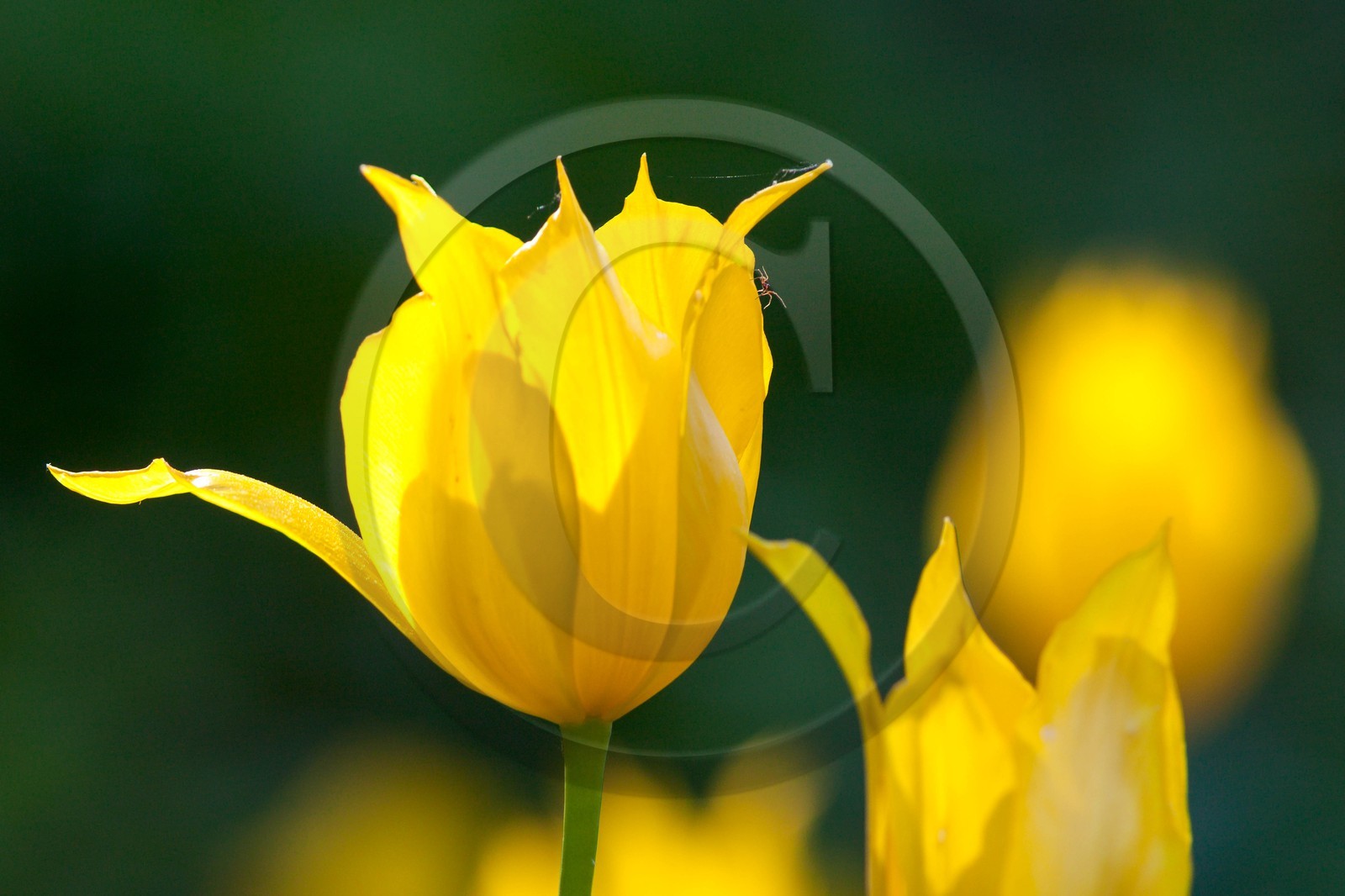 Tulipe , Tulipa billietiana